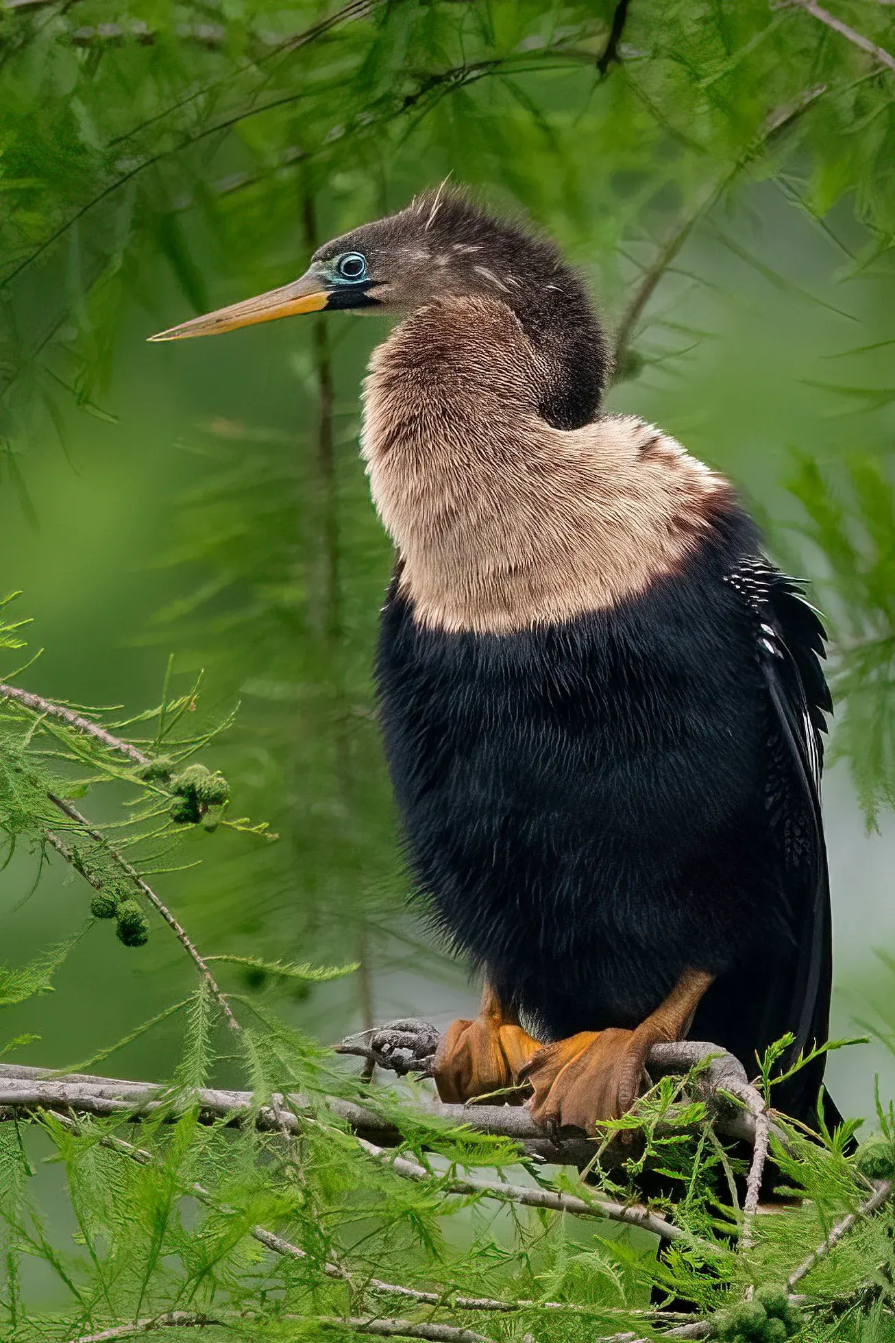 Anhinga — photograph 10