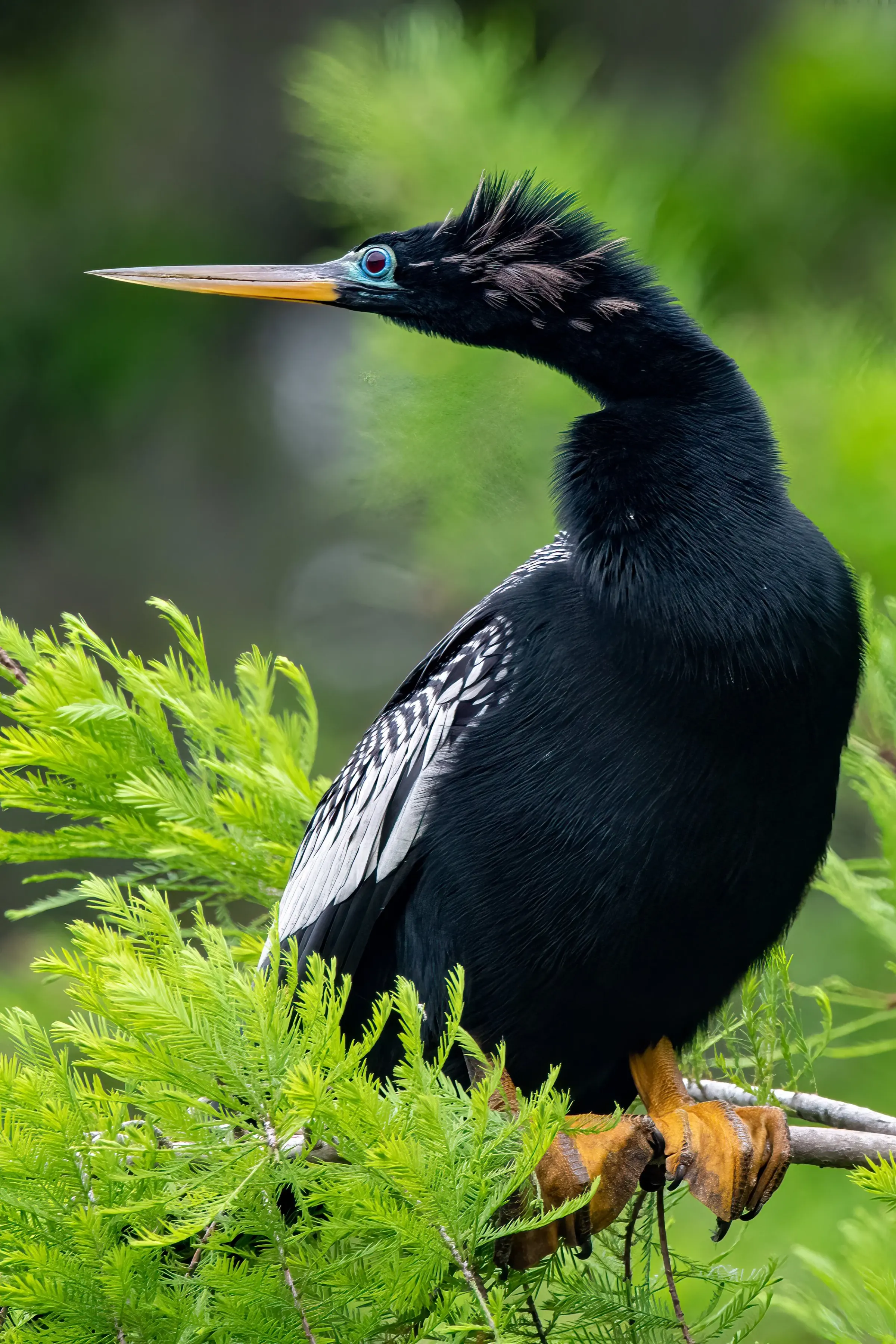 Anhinga — photograph 9