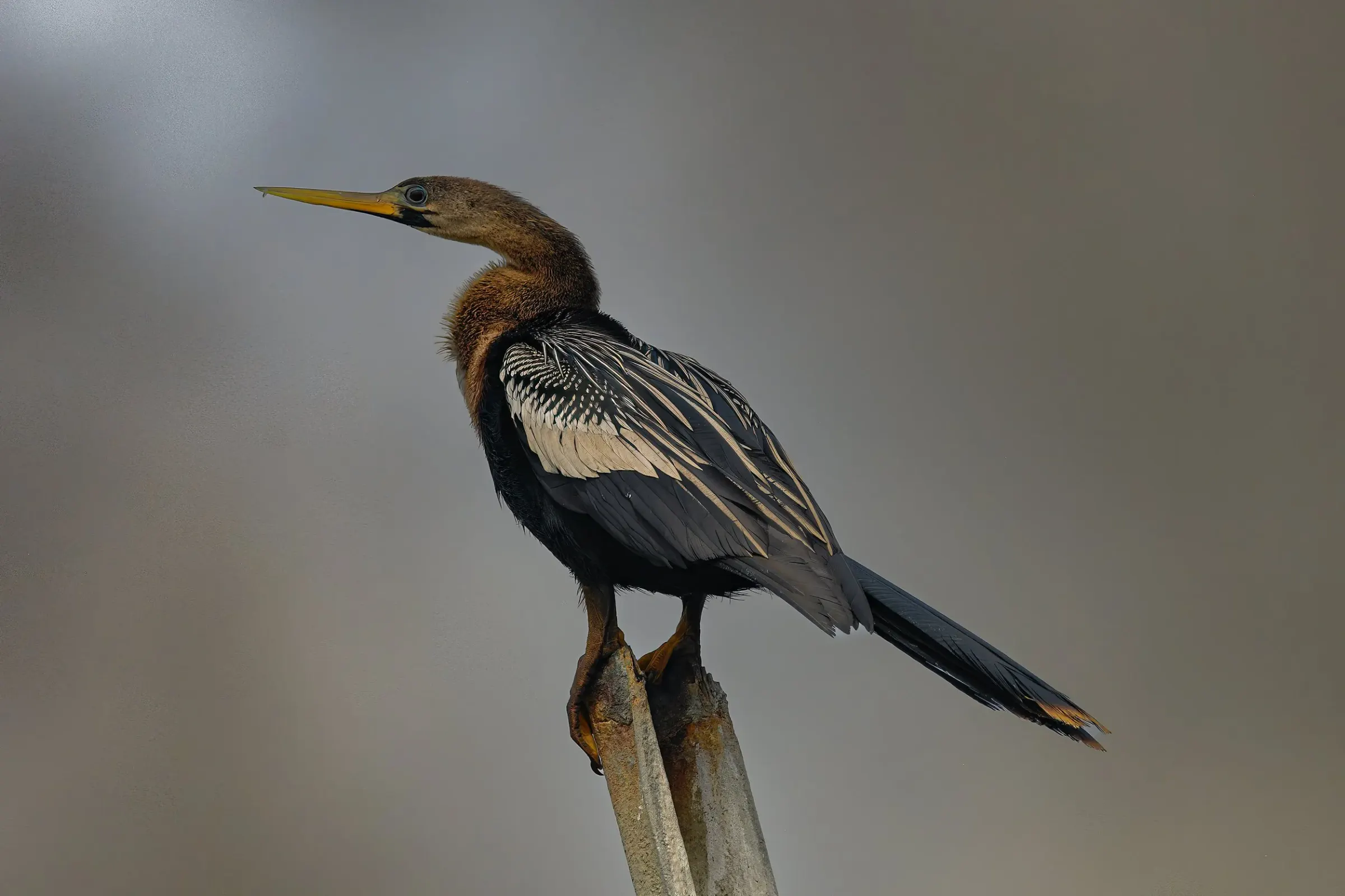 Anhinga — photograph 13