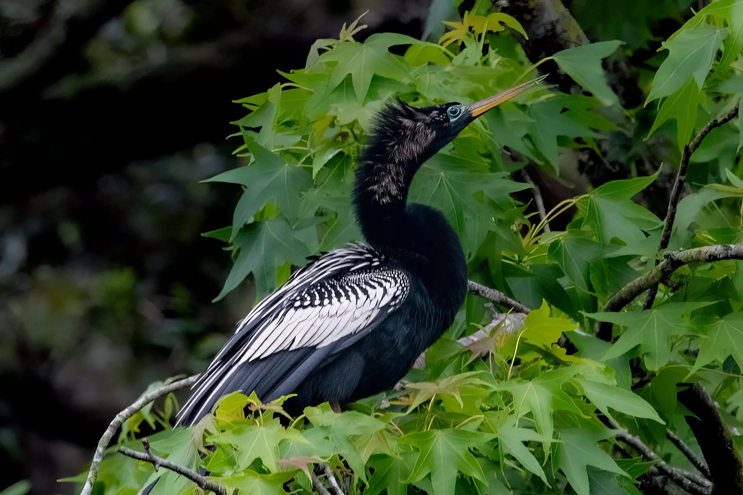 Anhinga — photograph 12