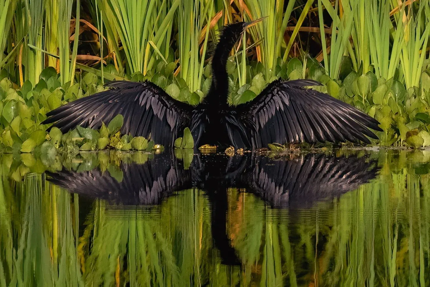 Anhinga — photograph 5