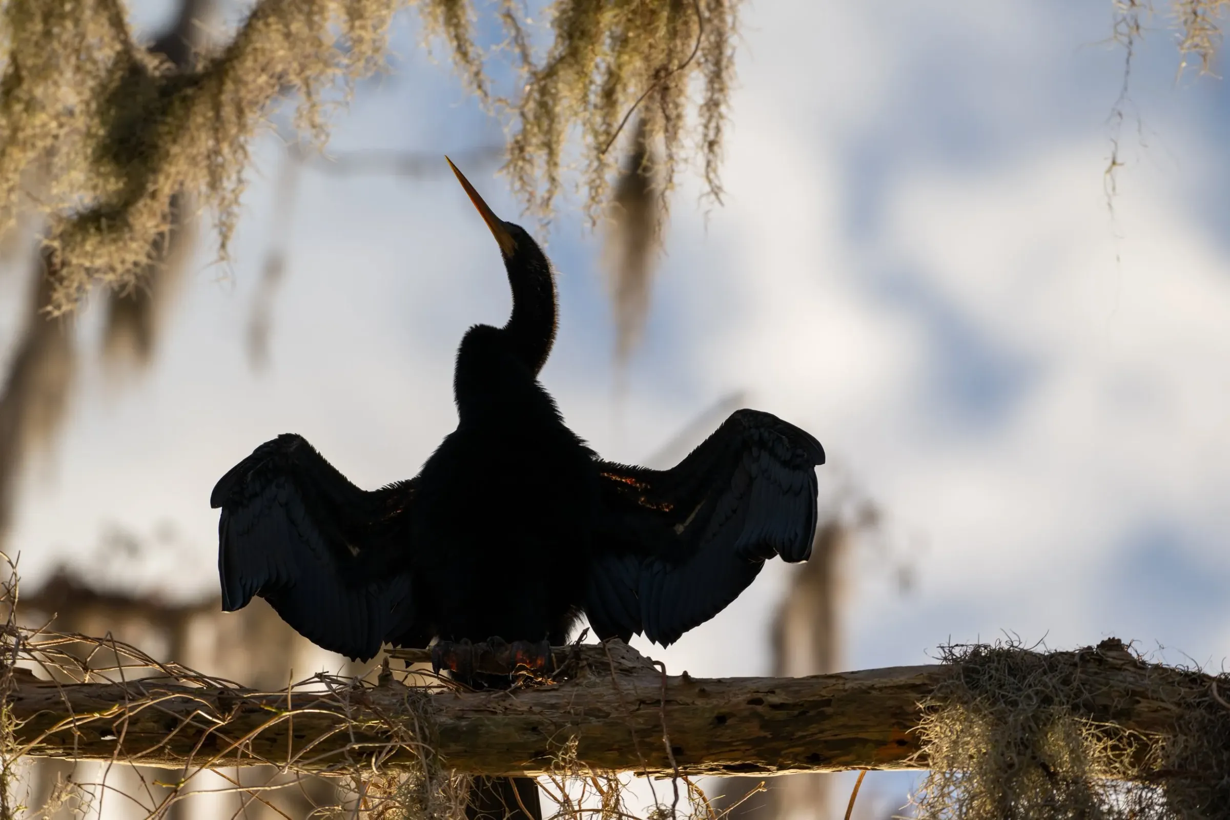Anhinga — photograph 2