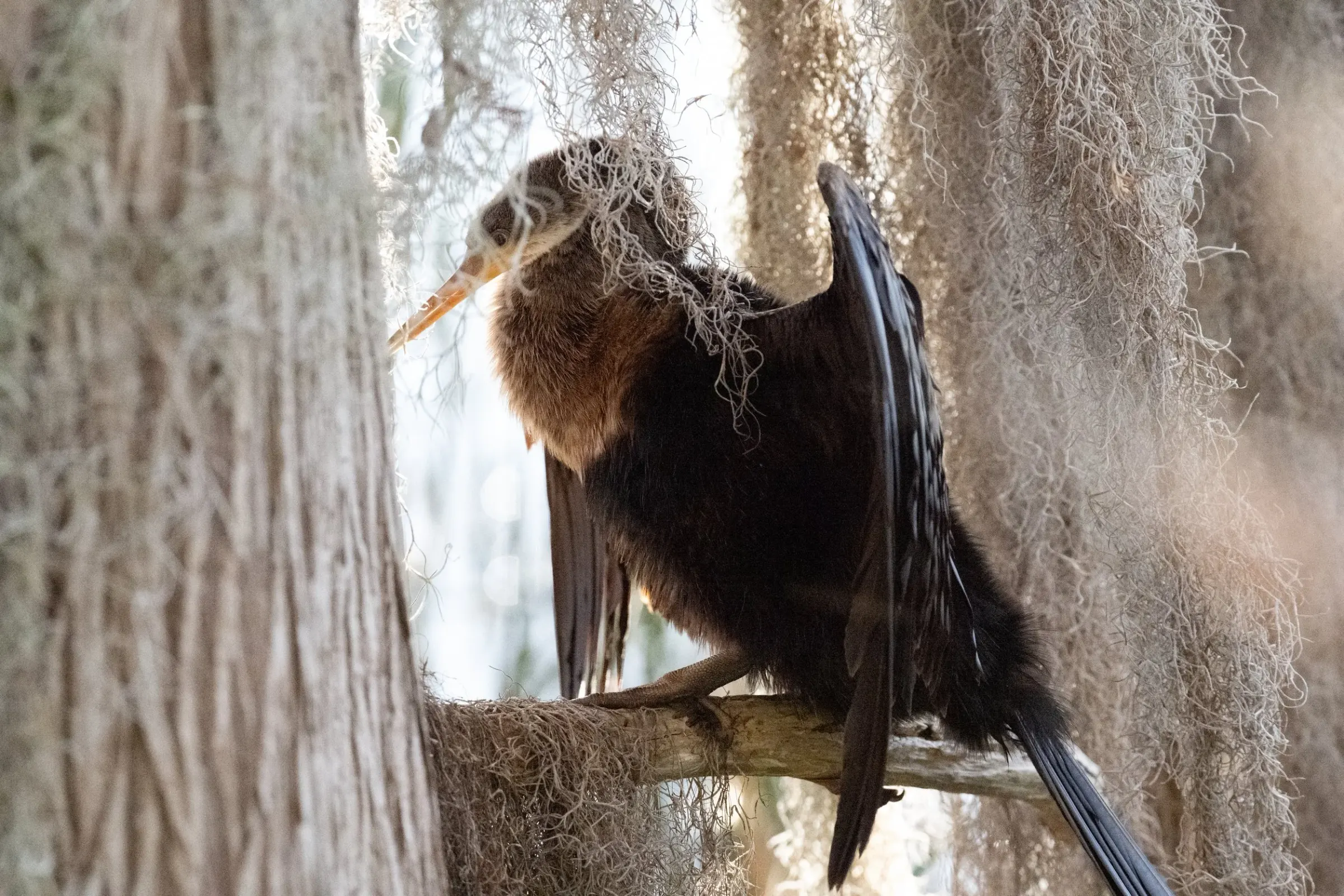 Anhinga — photograph 8
