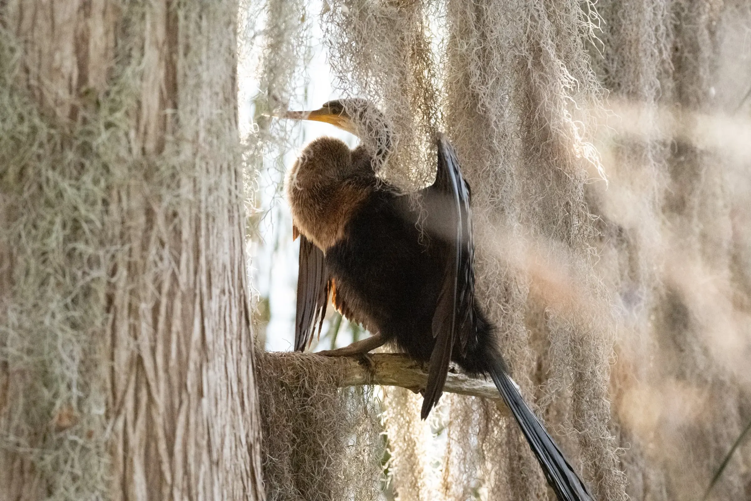 Anhinga — album cover