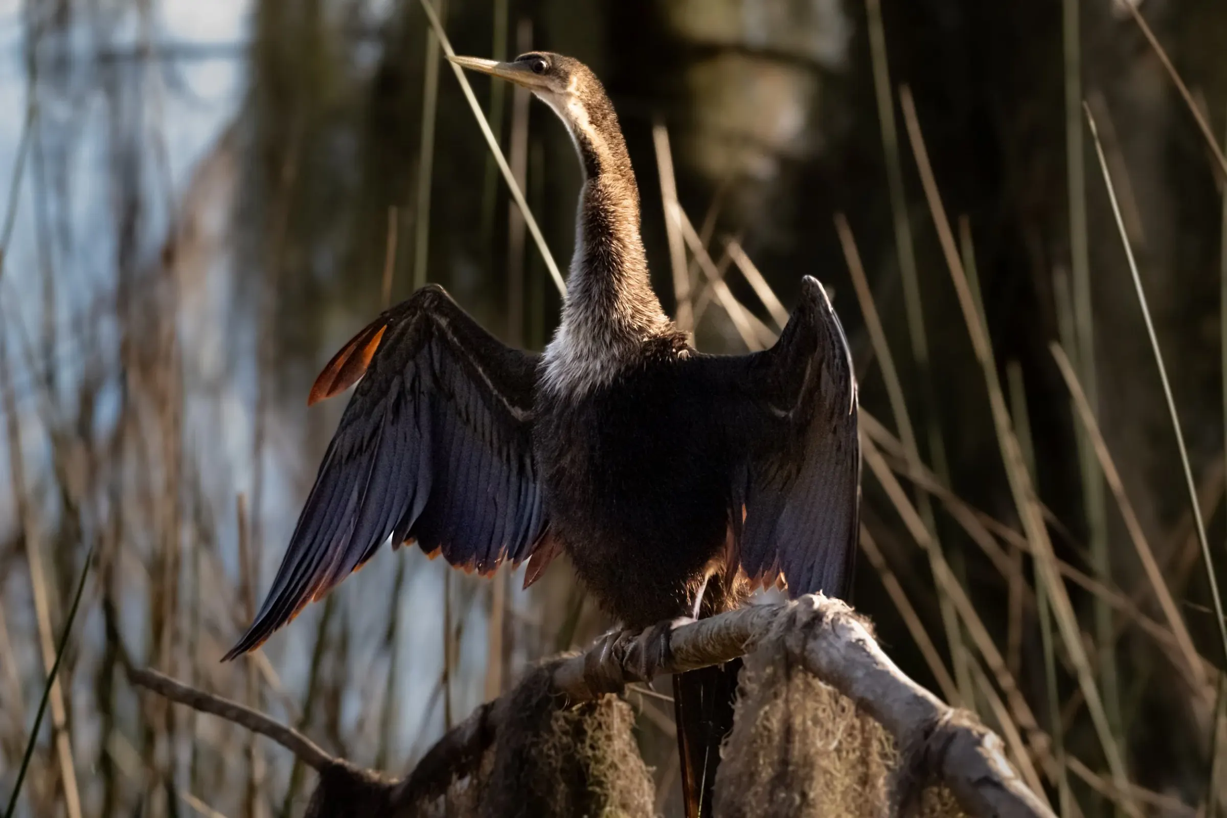 Anhinga — photograph 6
