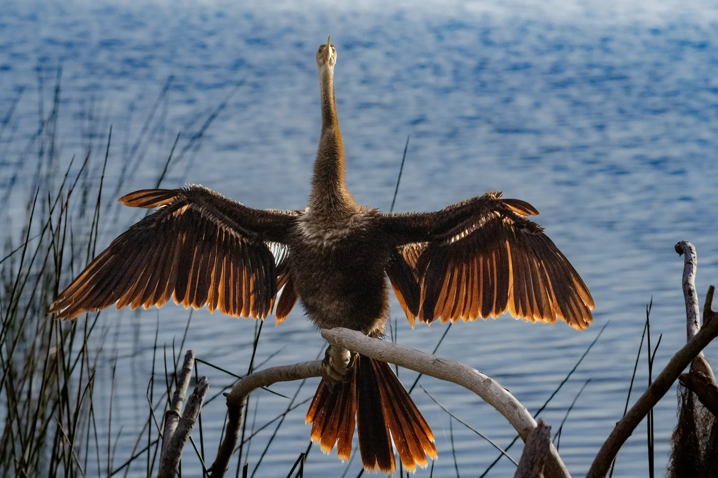 Anhinga — photograph 3