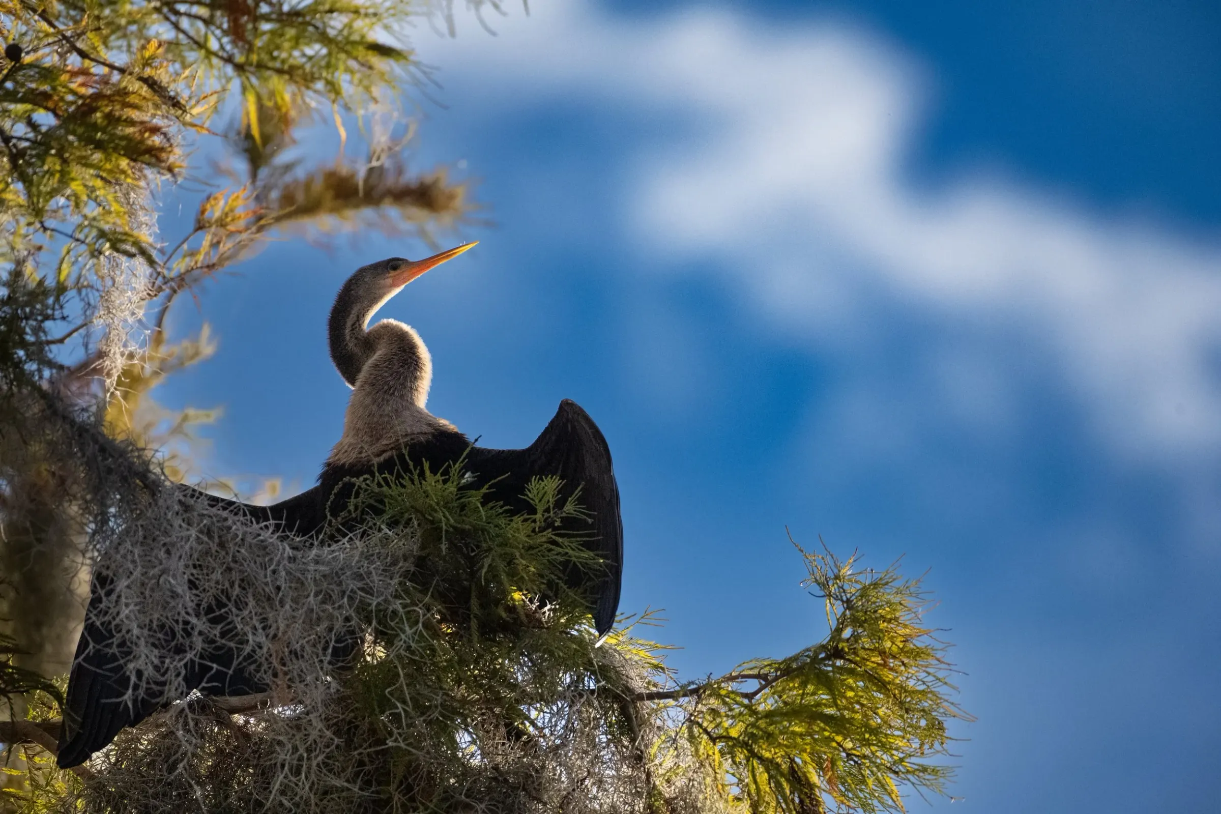 Anhinga — photograph 7