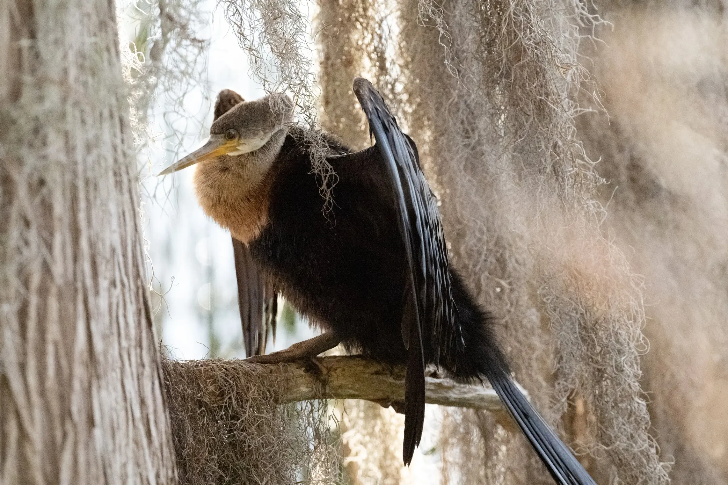 Anhinga — photograph 4