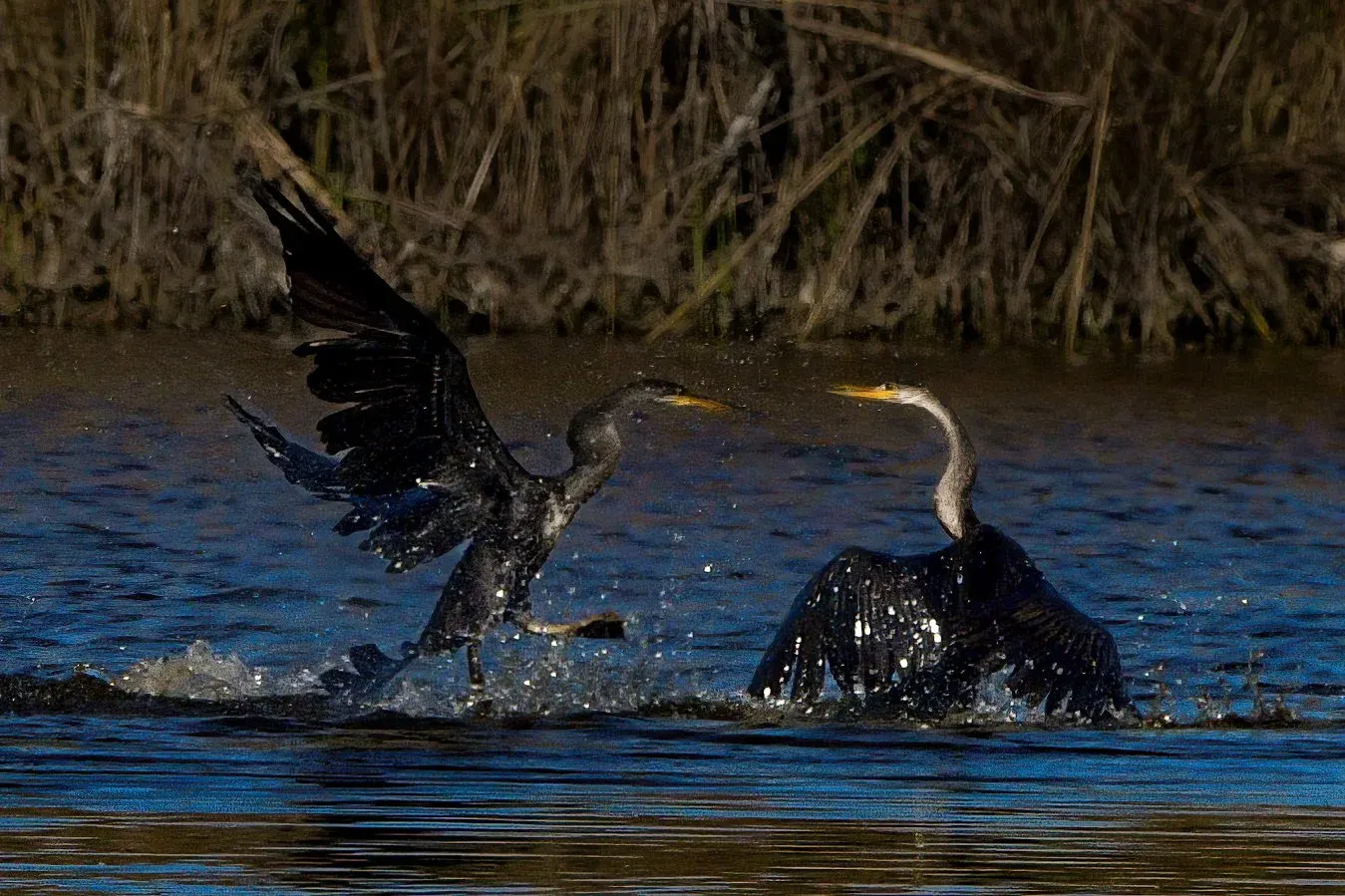 Anhinga — photograph 14