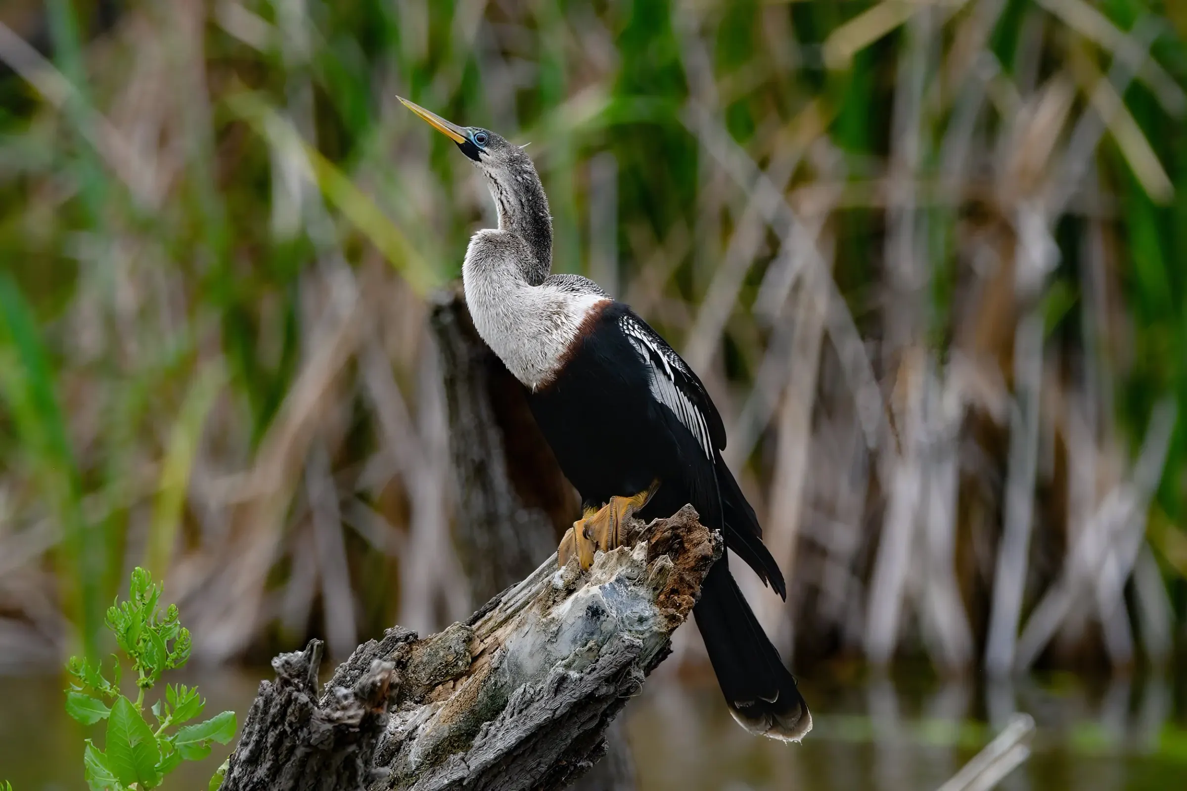 Anhinga — photograph 11