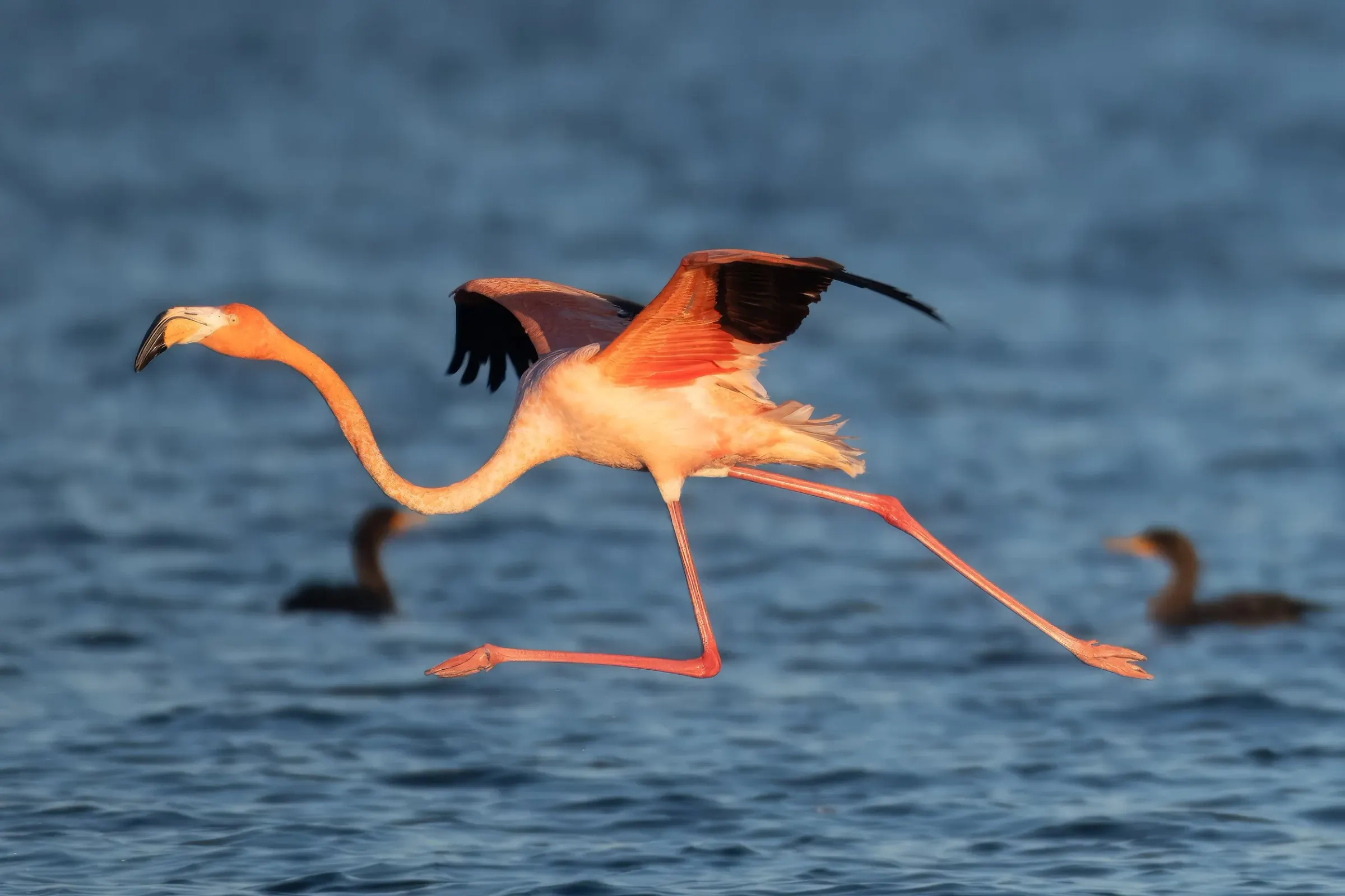 Flamingos — photograph 18