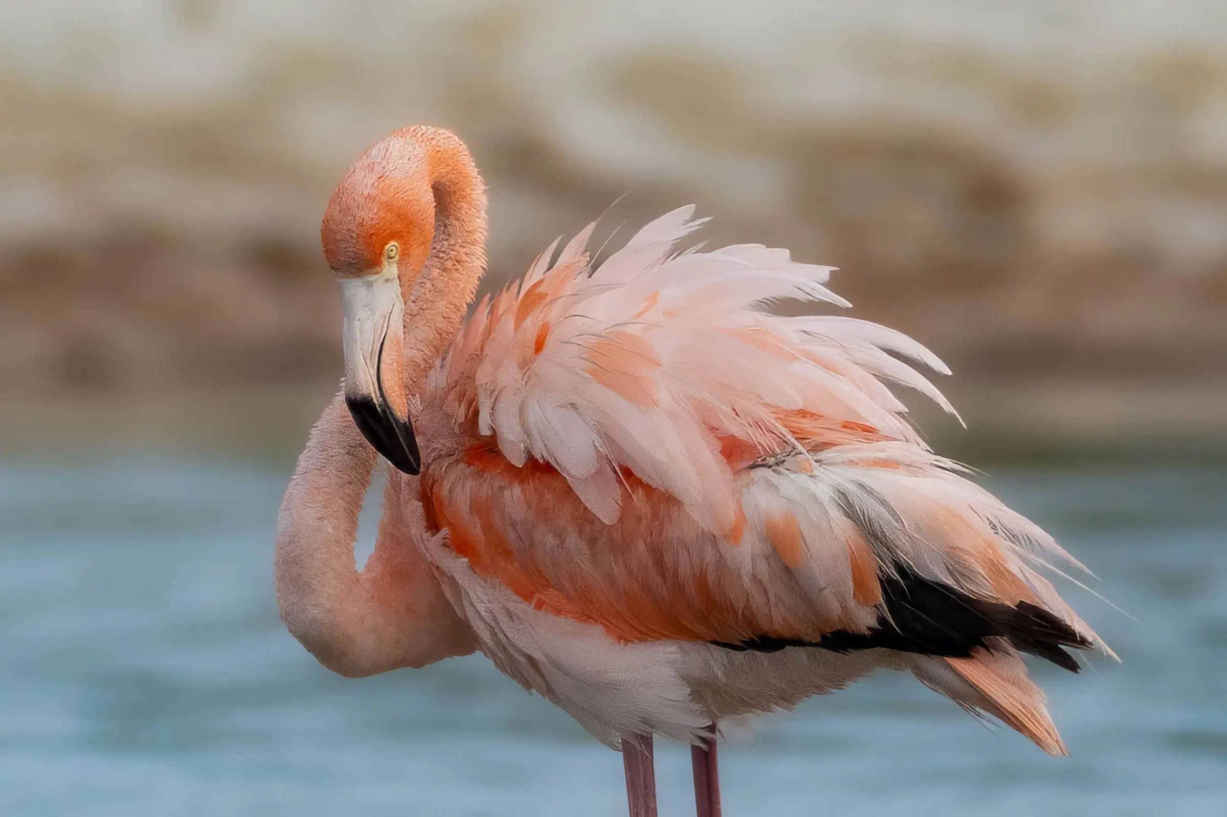 Flamingos — photograph 6