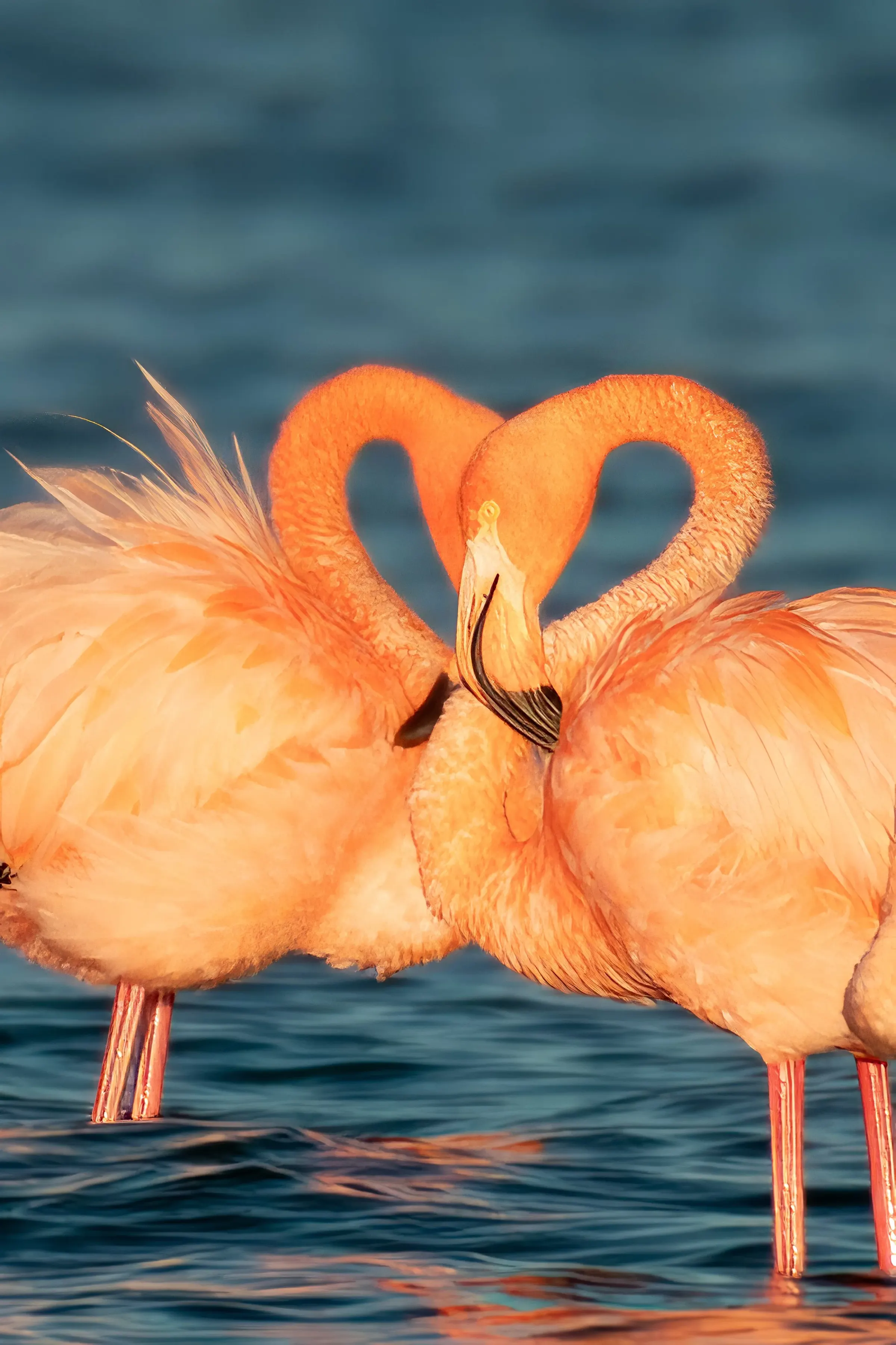 Flamingos — photograph 19