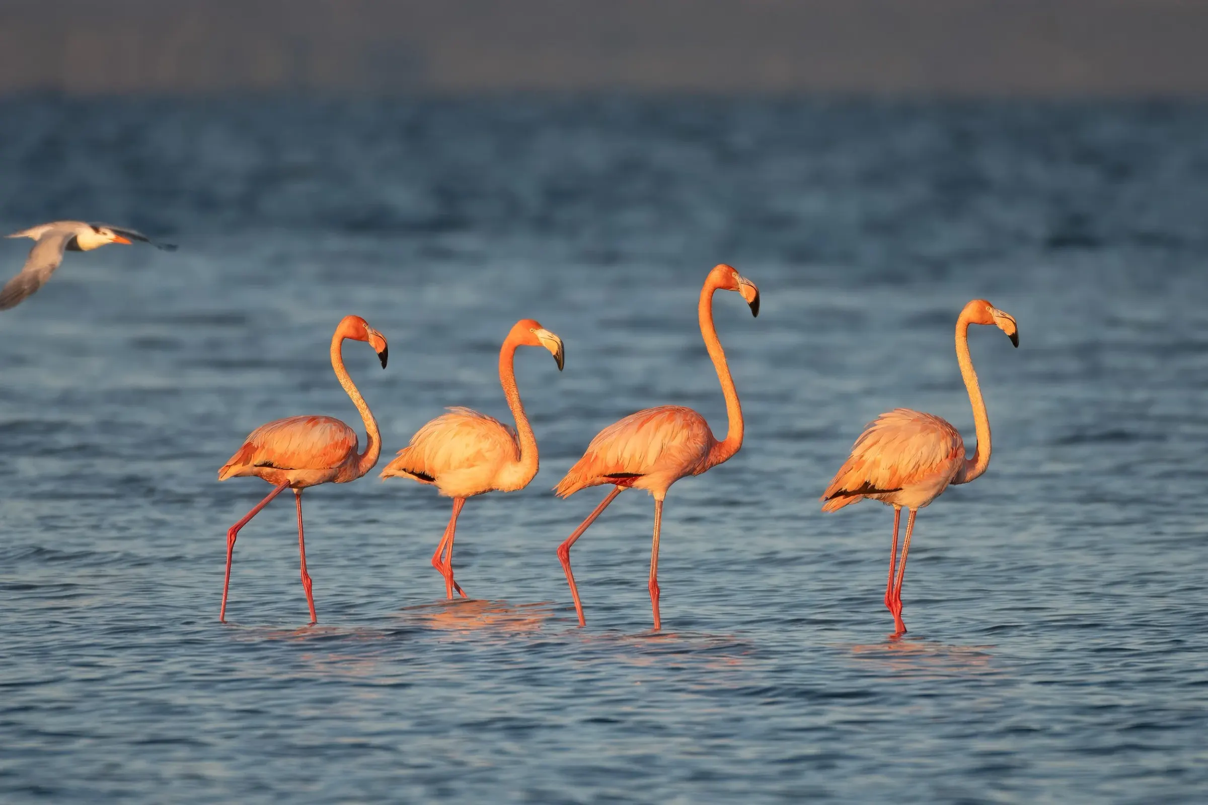 Flamingos — photograph 21