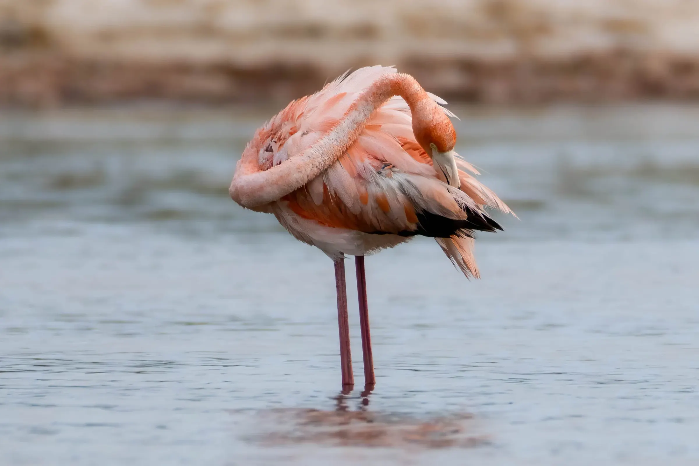 Flamingos — photograph 7