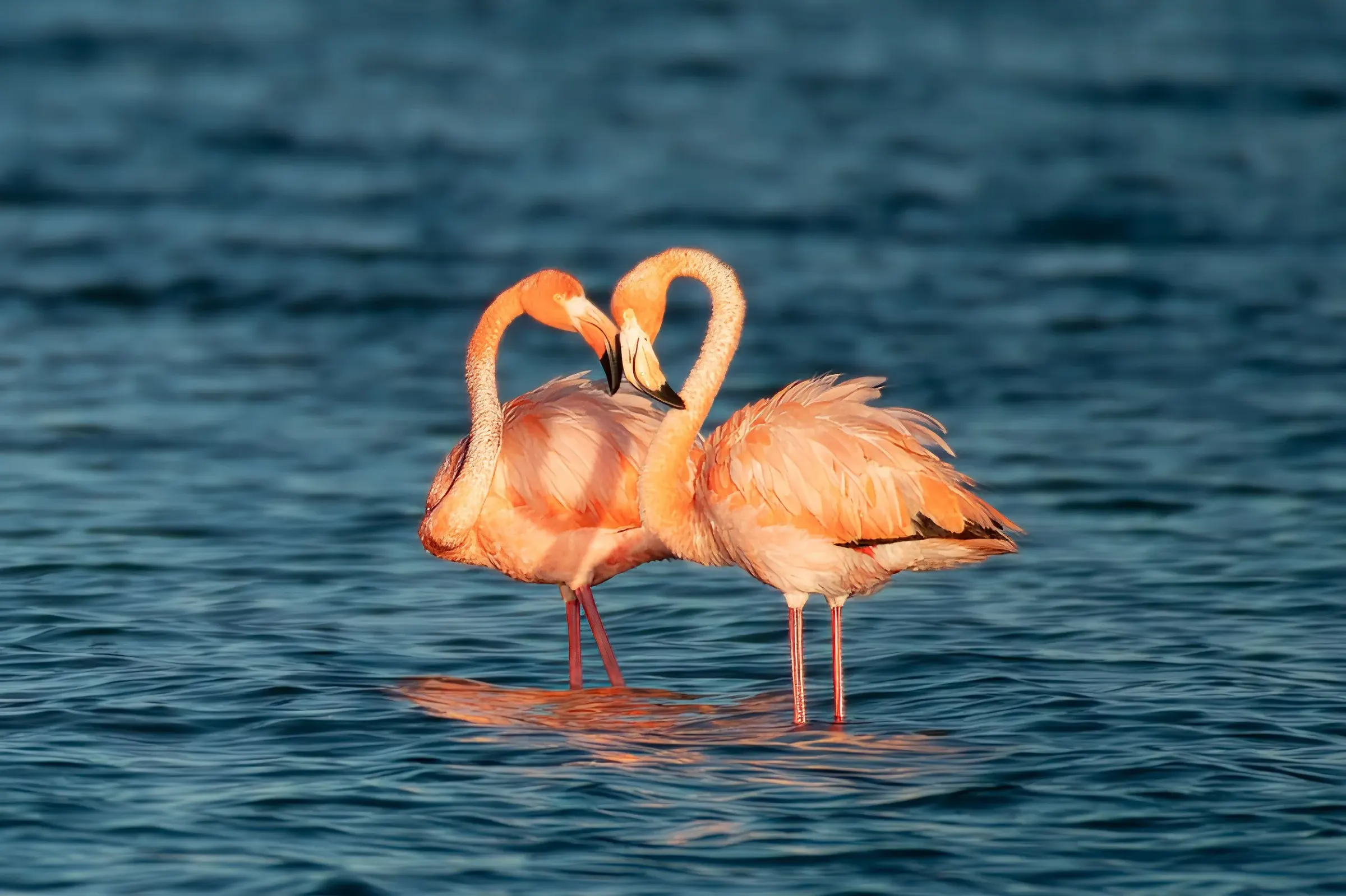 Flamingos — photograph 32