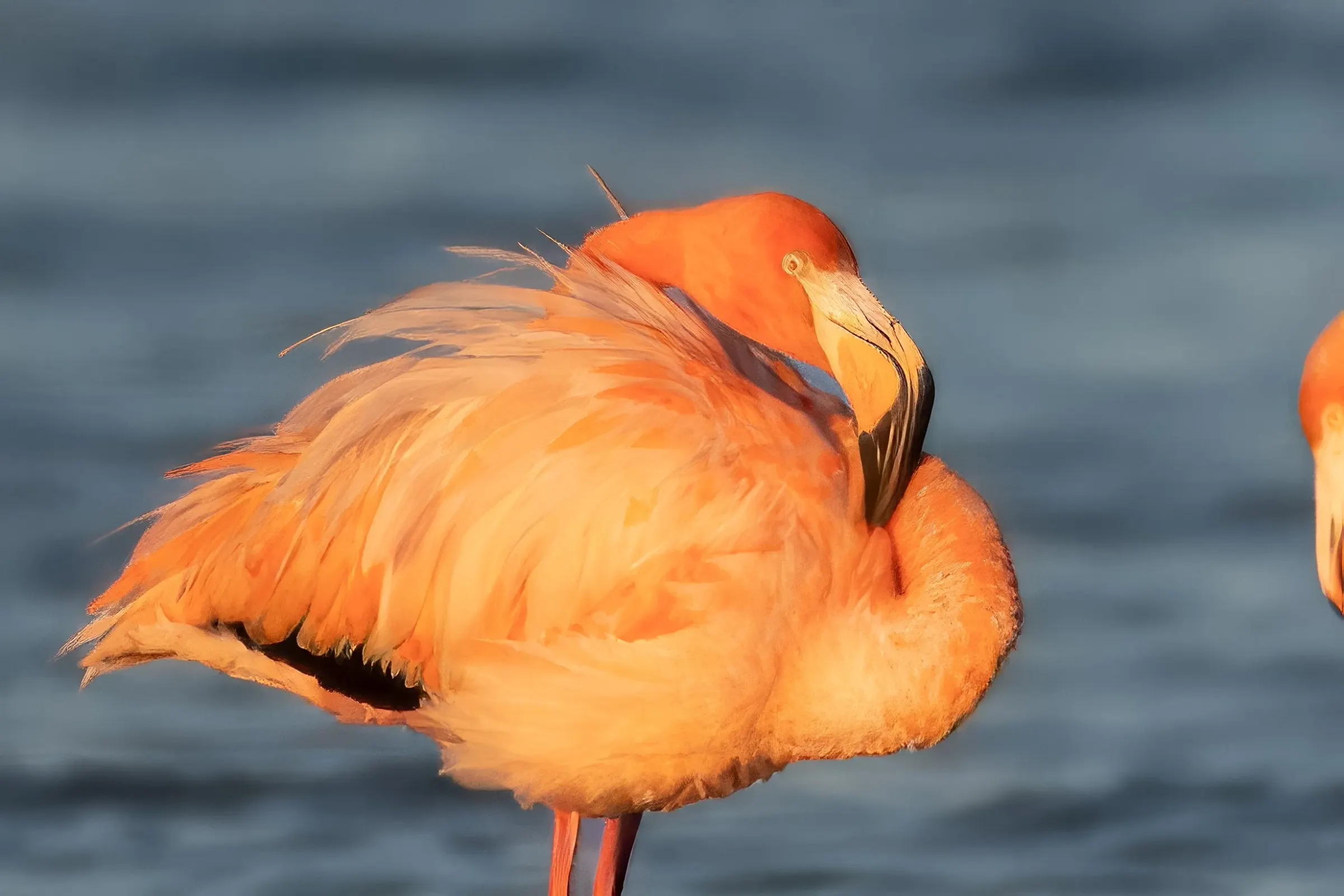 Flamingos — photograph 29