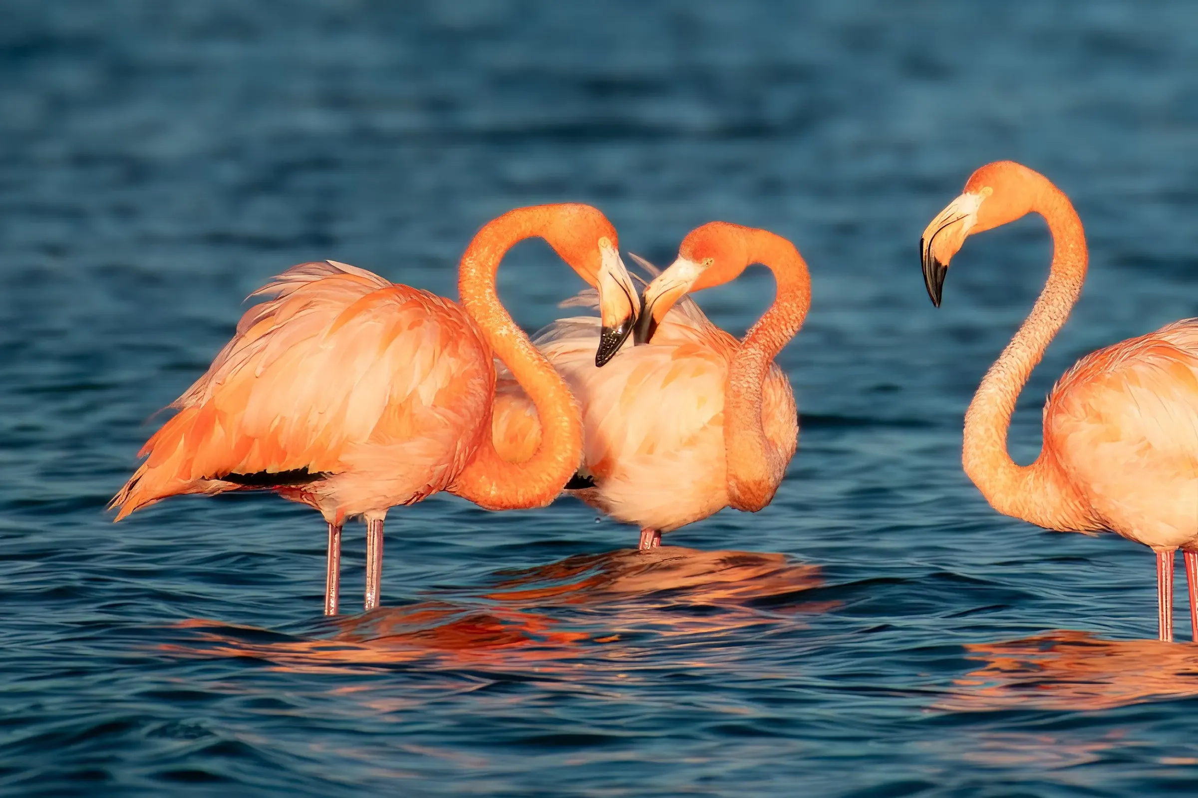 Flamingos — photograph 24