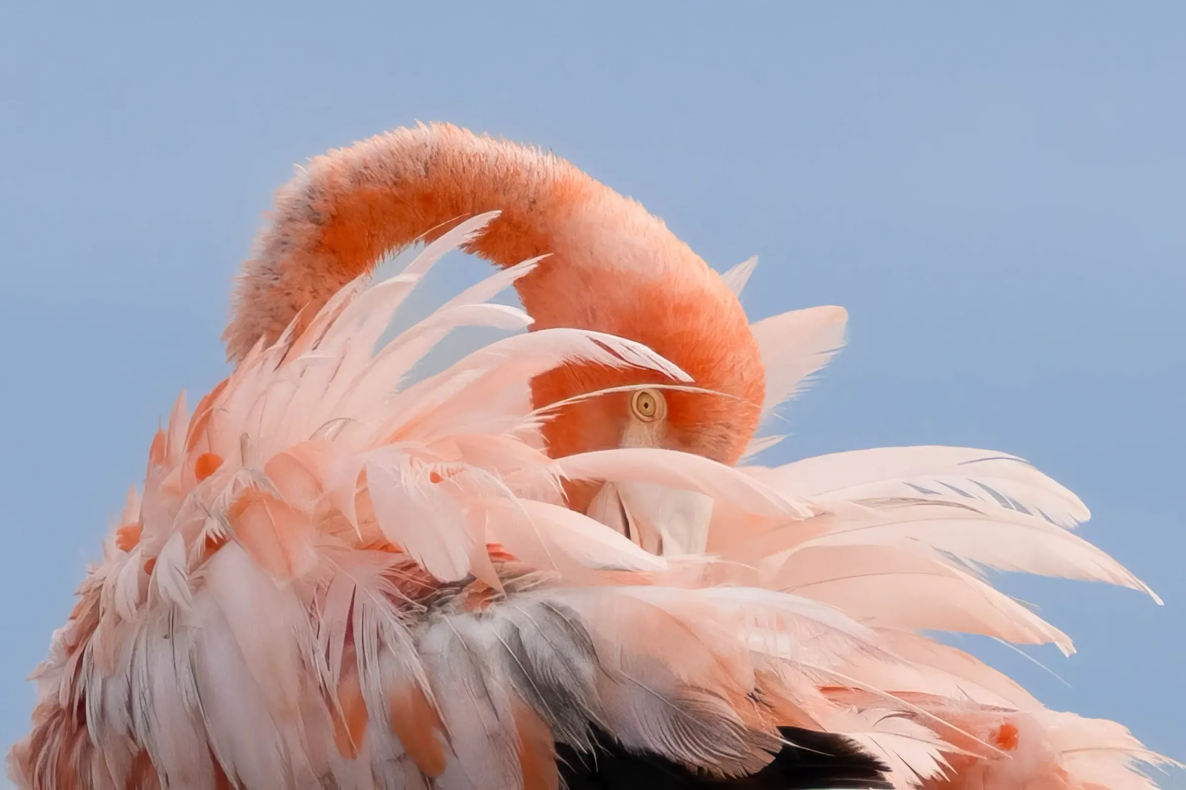Flamingos — album cover