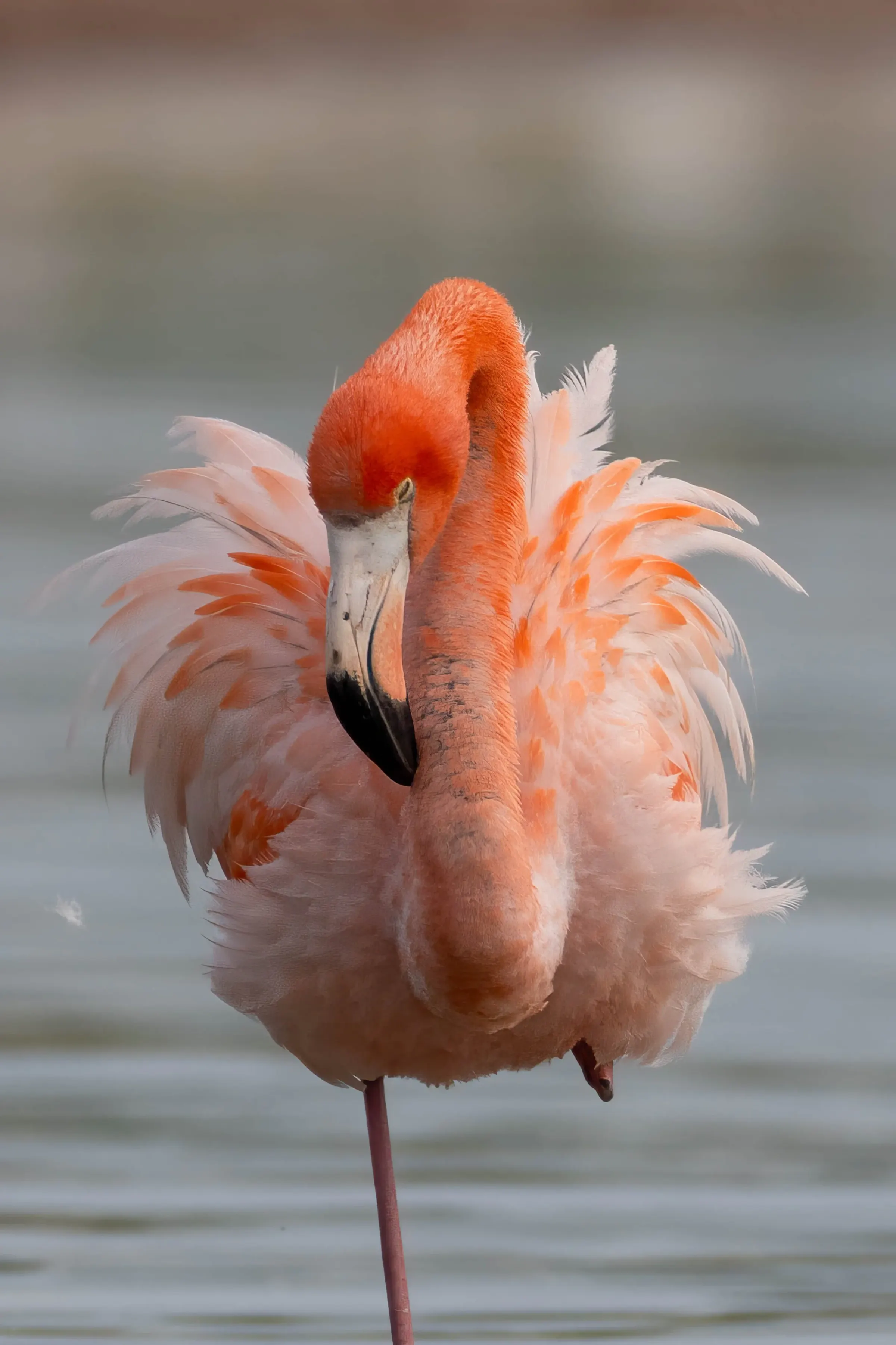 Flamingos — photograph 10