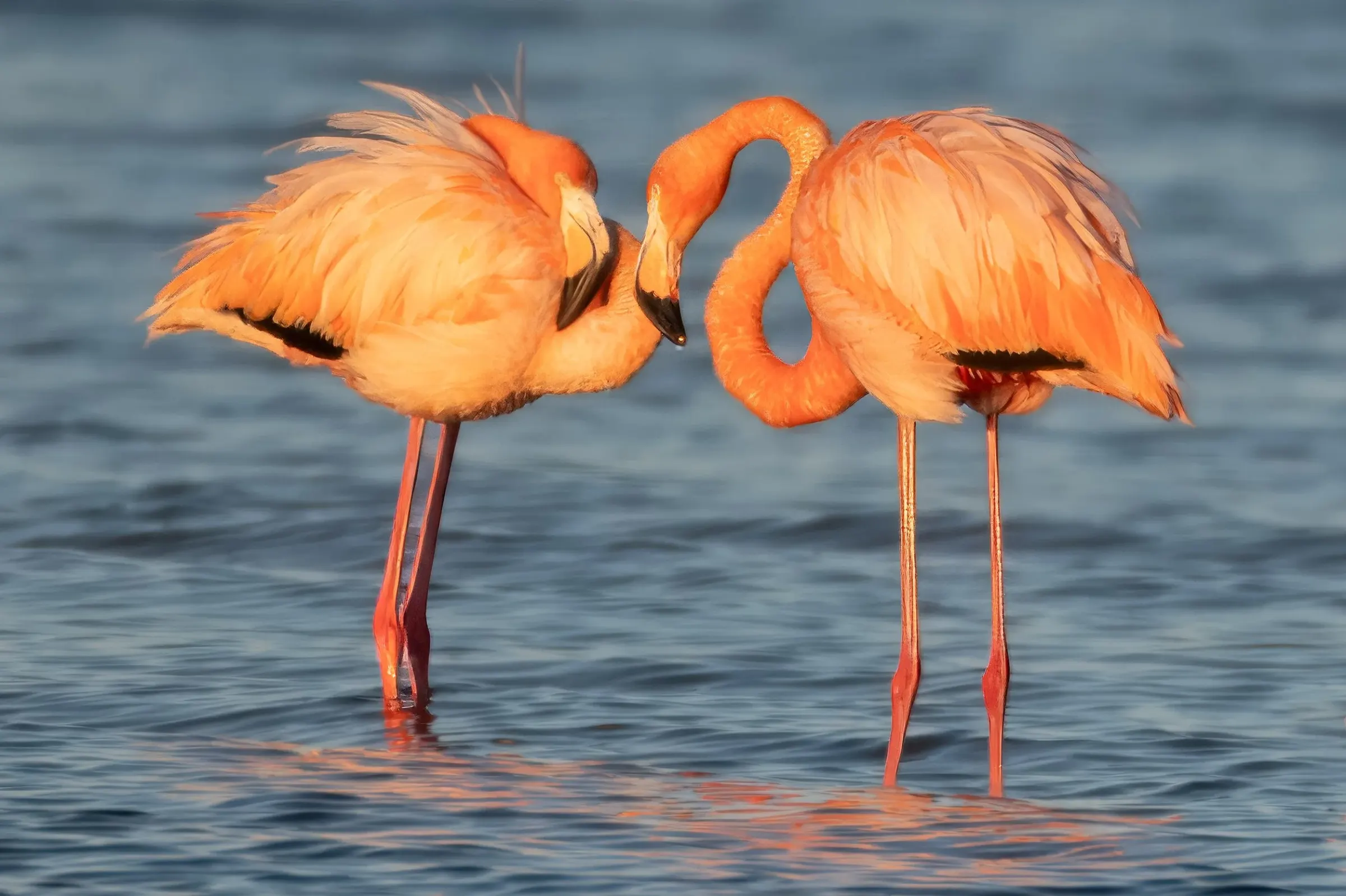 Flamingos — photograph 20