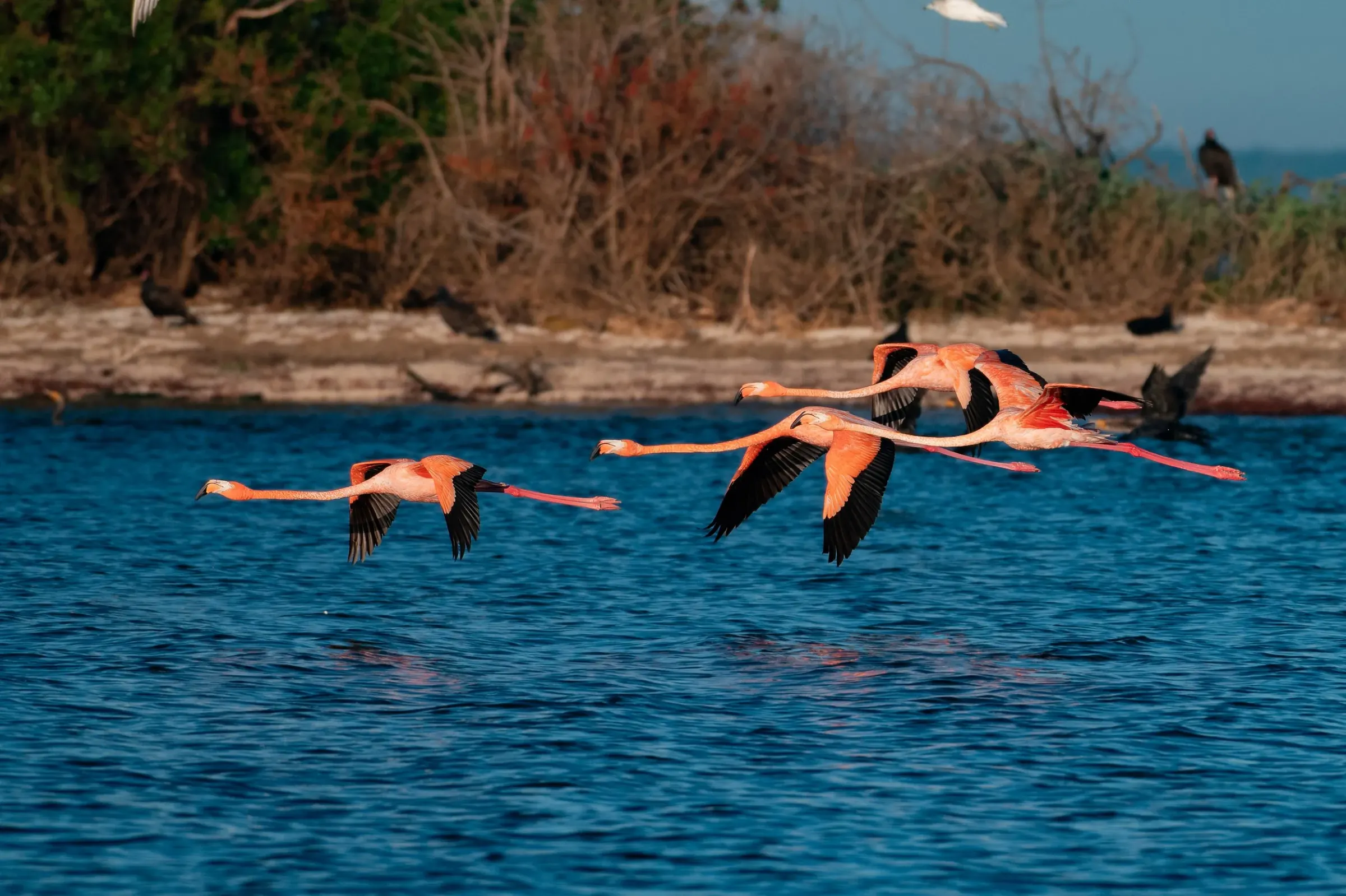 Flamingos — photograph 16
