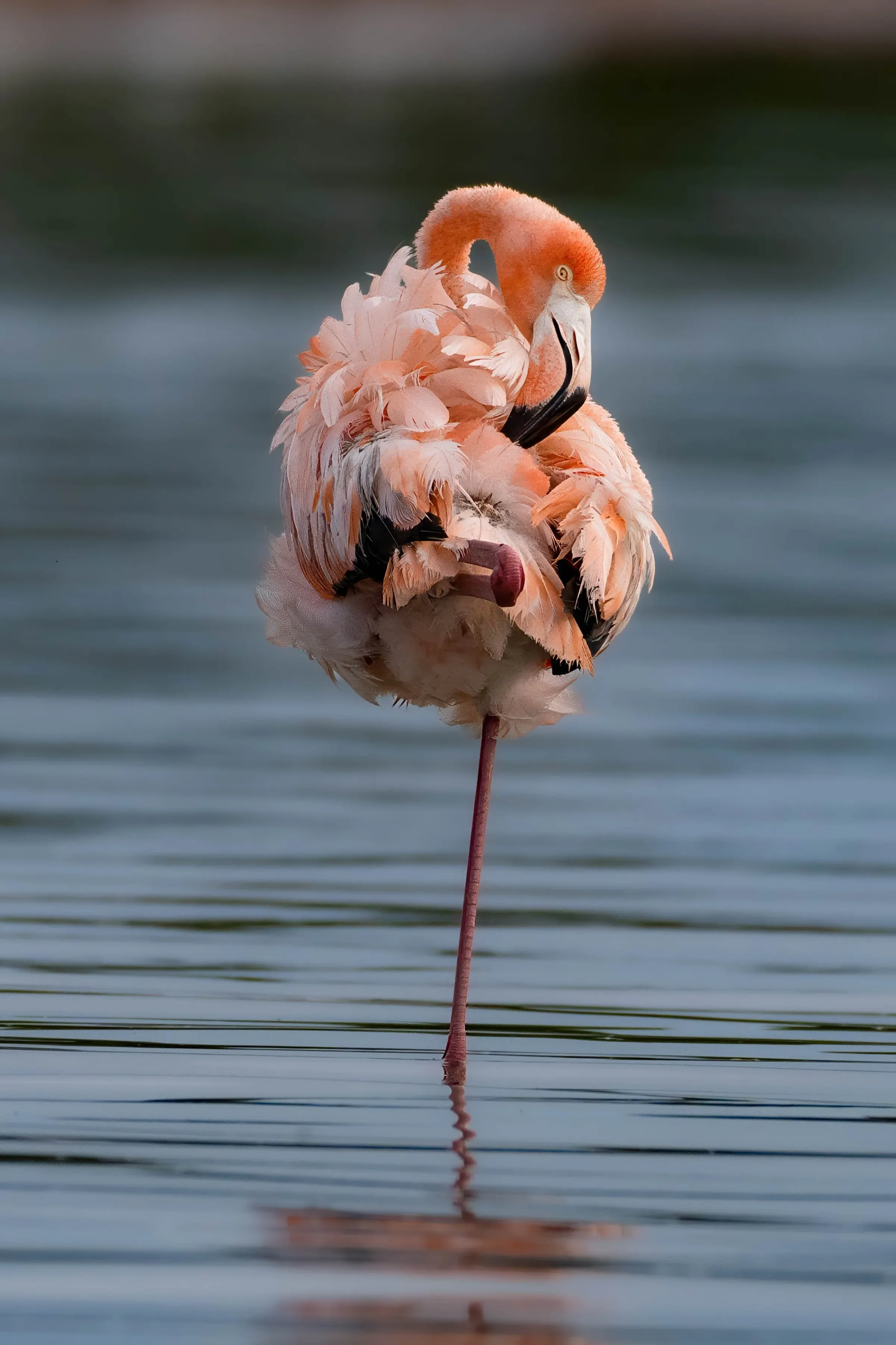 Flamingos — photograph 14