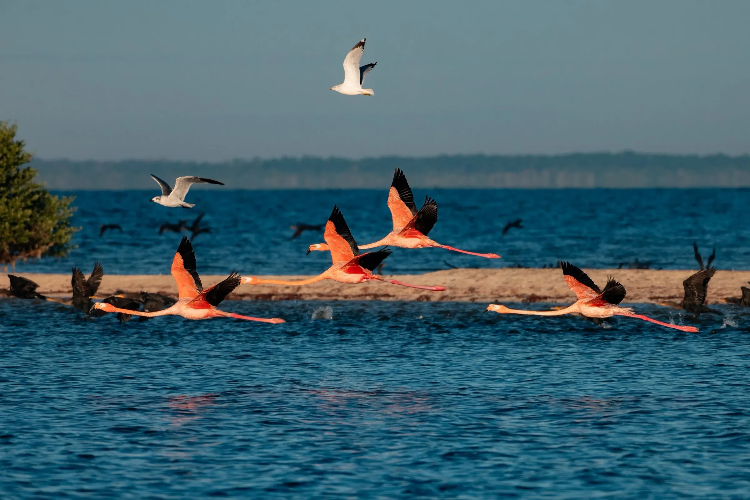 Flamingos — photograph 33