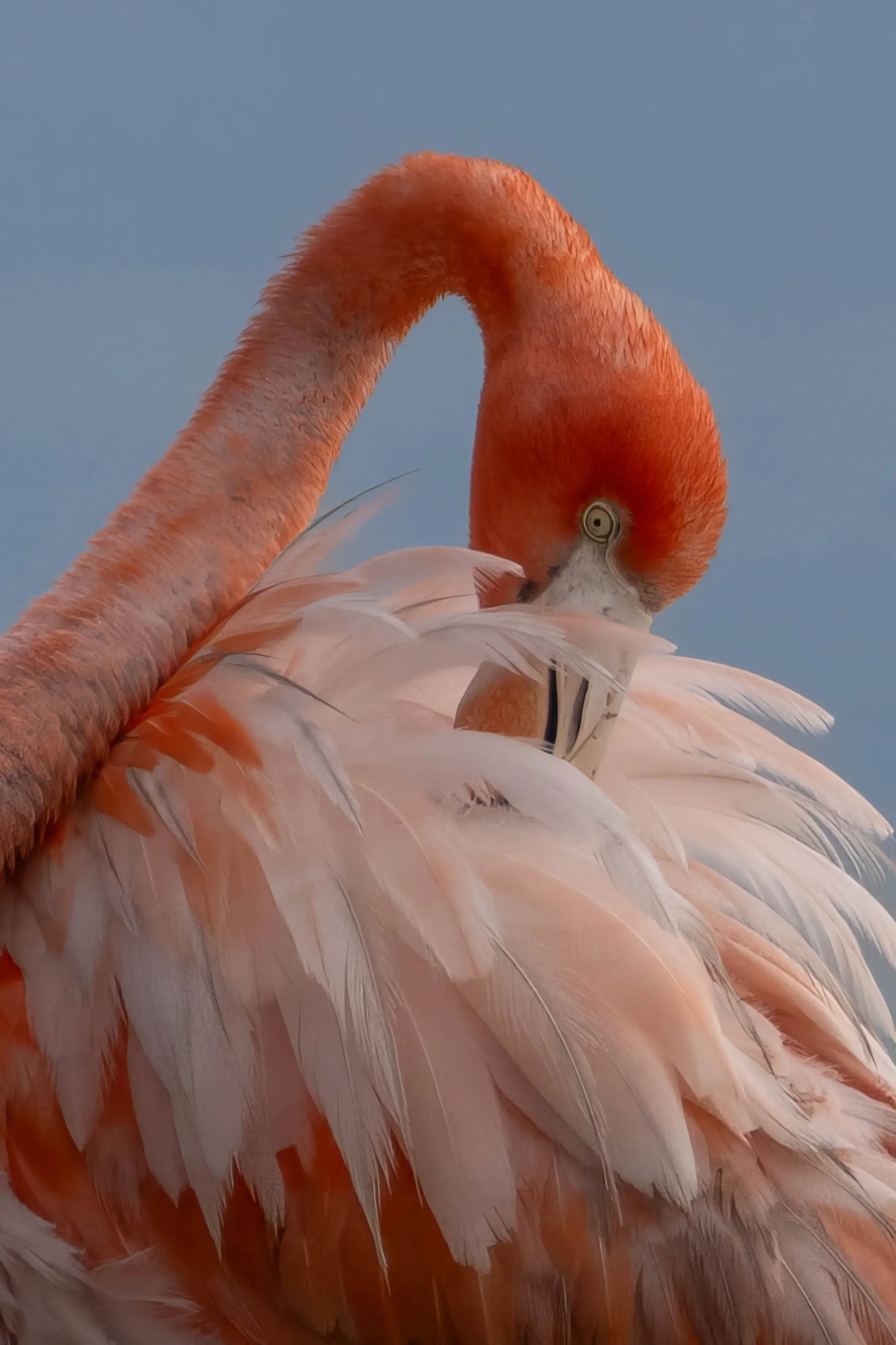 Flamingos — photograph 2