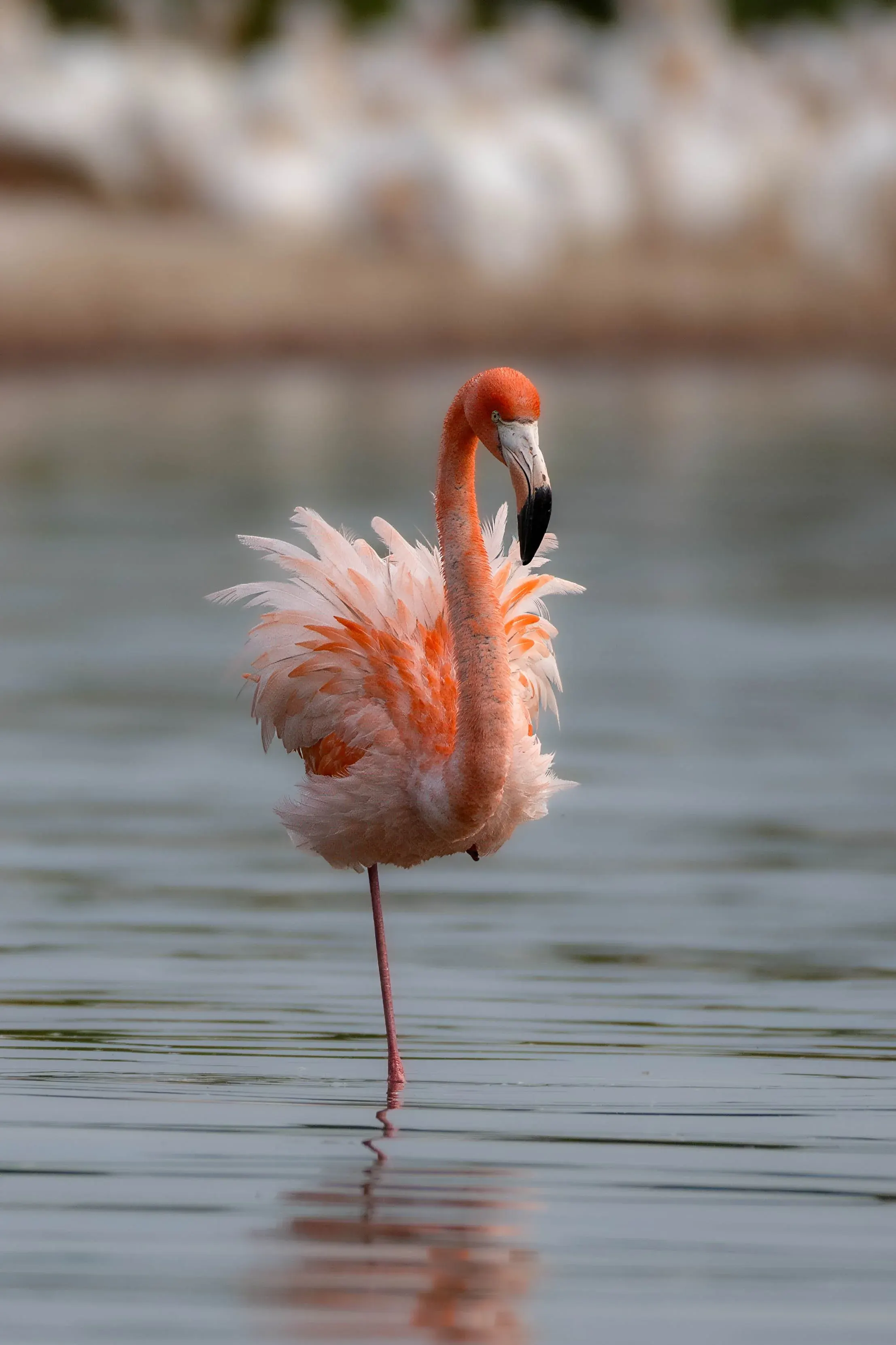 Flamingos — photograph 9