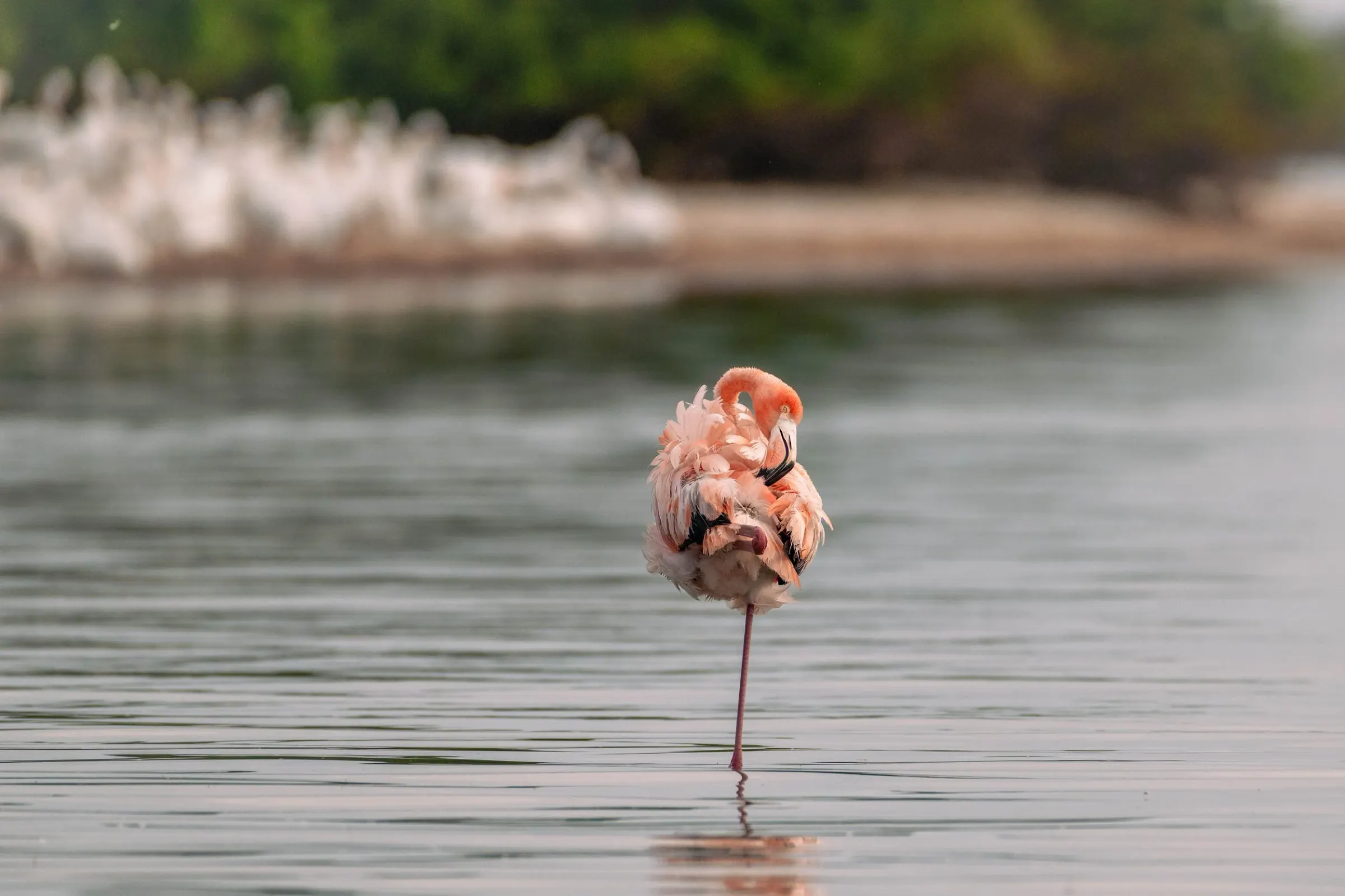 Flamingos — photograph 15