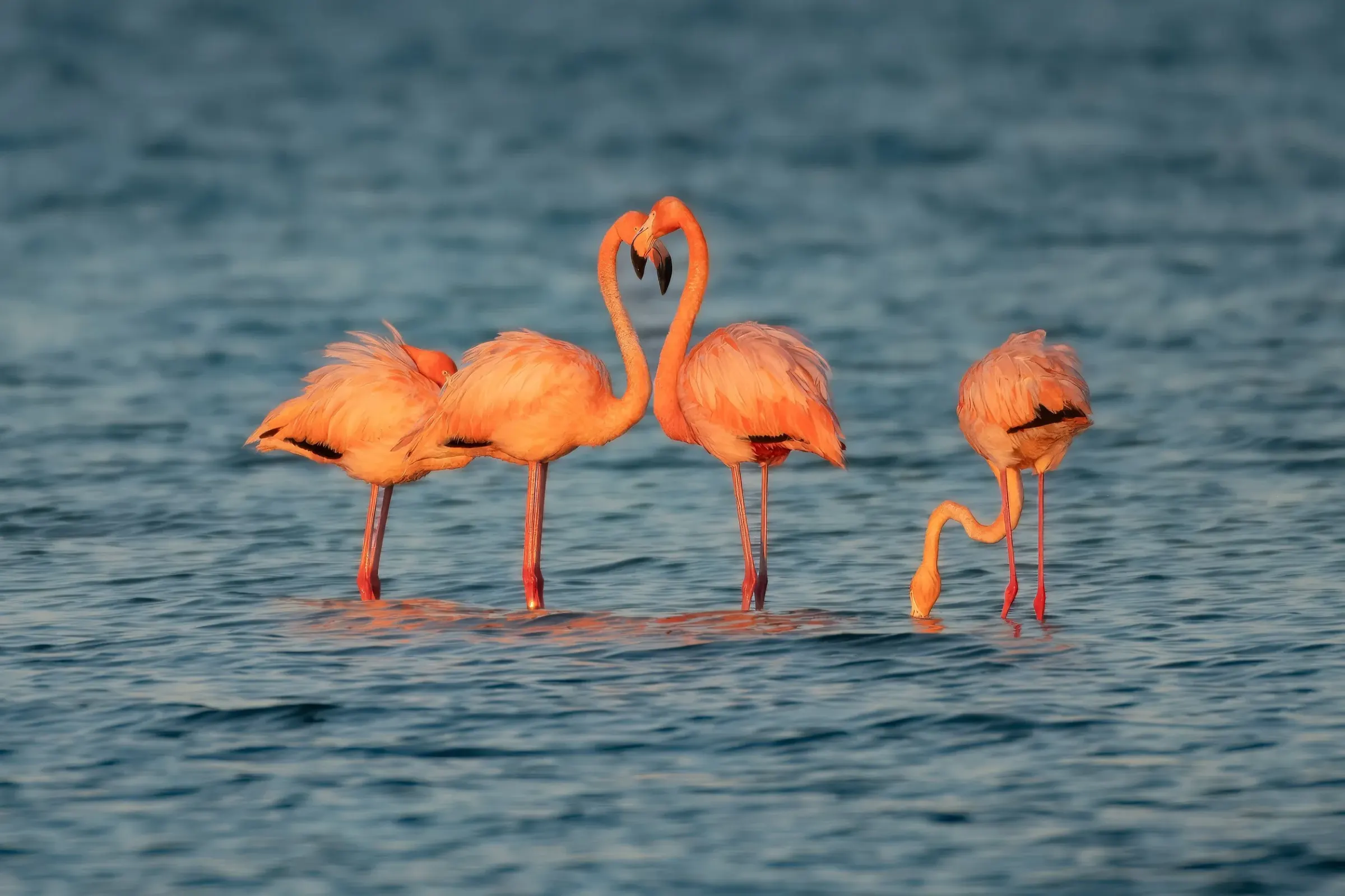 Flamingos — photograph 26