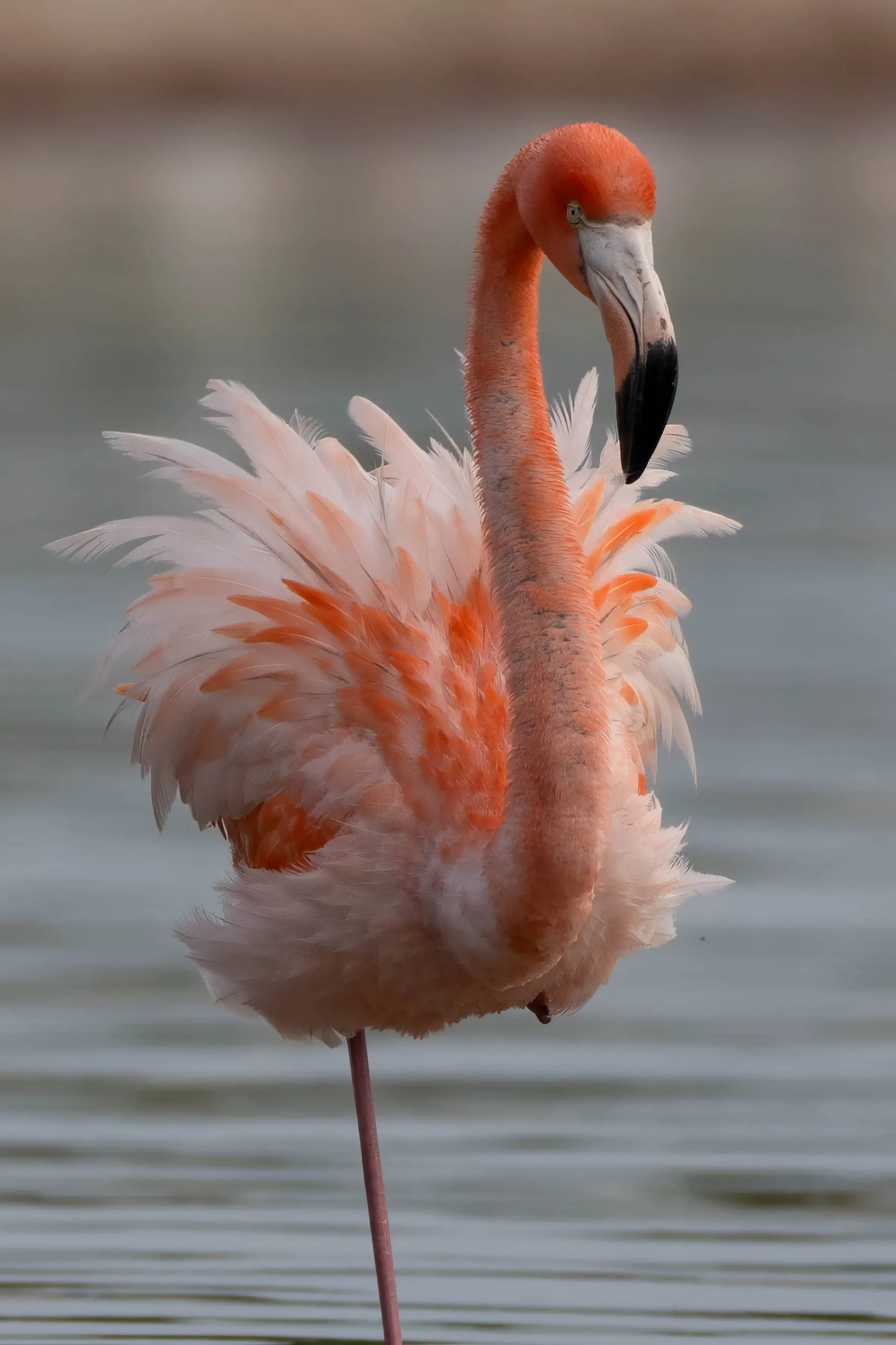Flamingos — photograph 8
