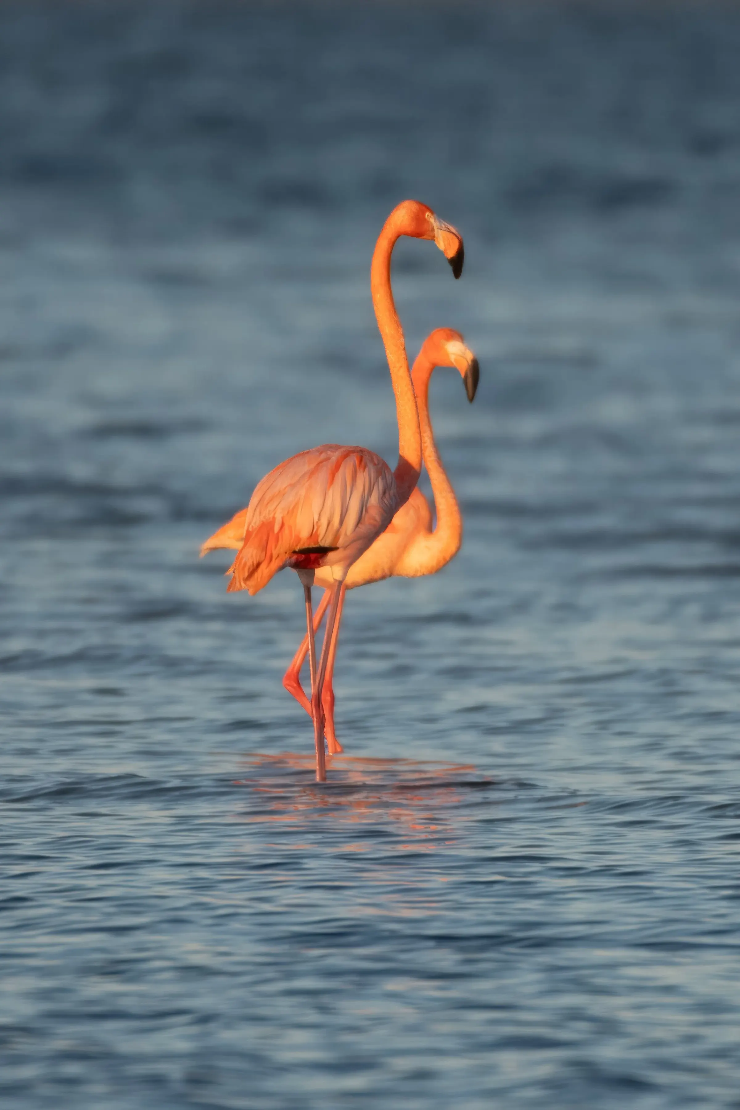 Flamingos — photograph 28