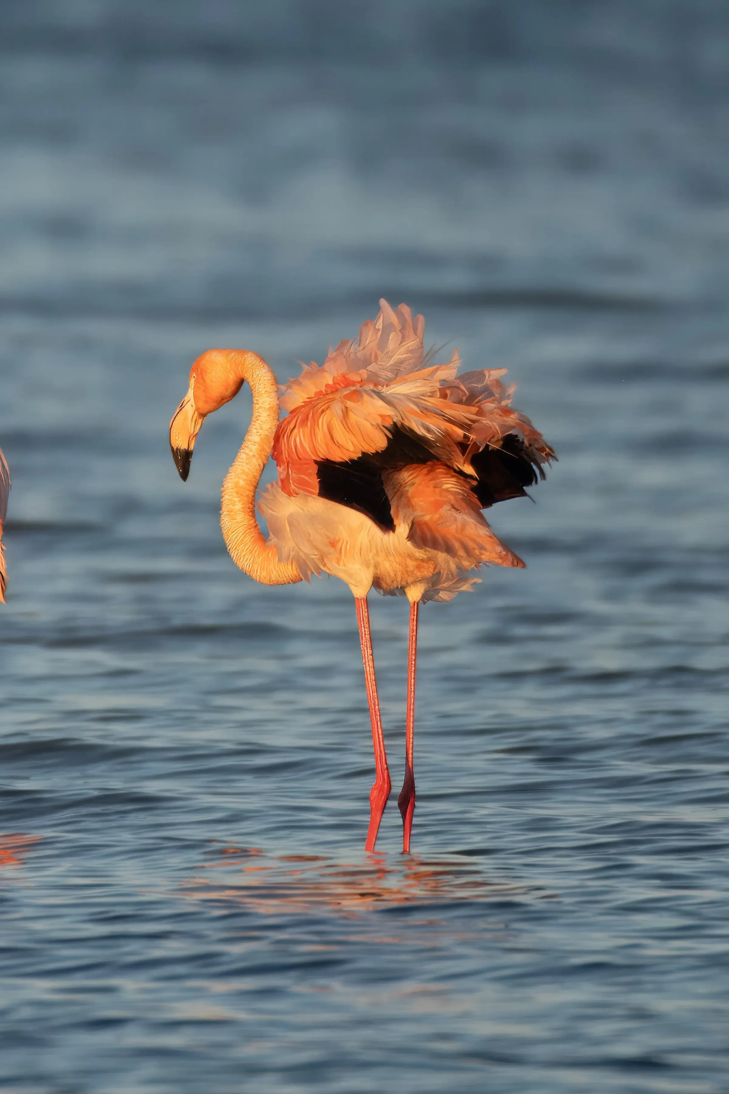 Flamingos — photograph 23