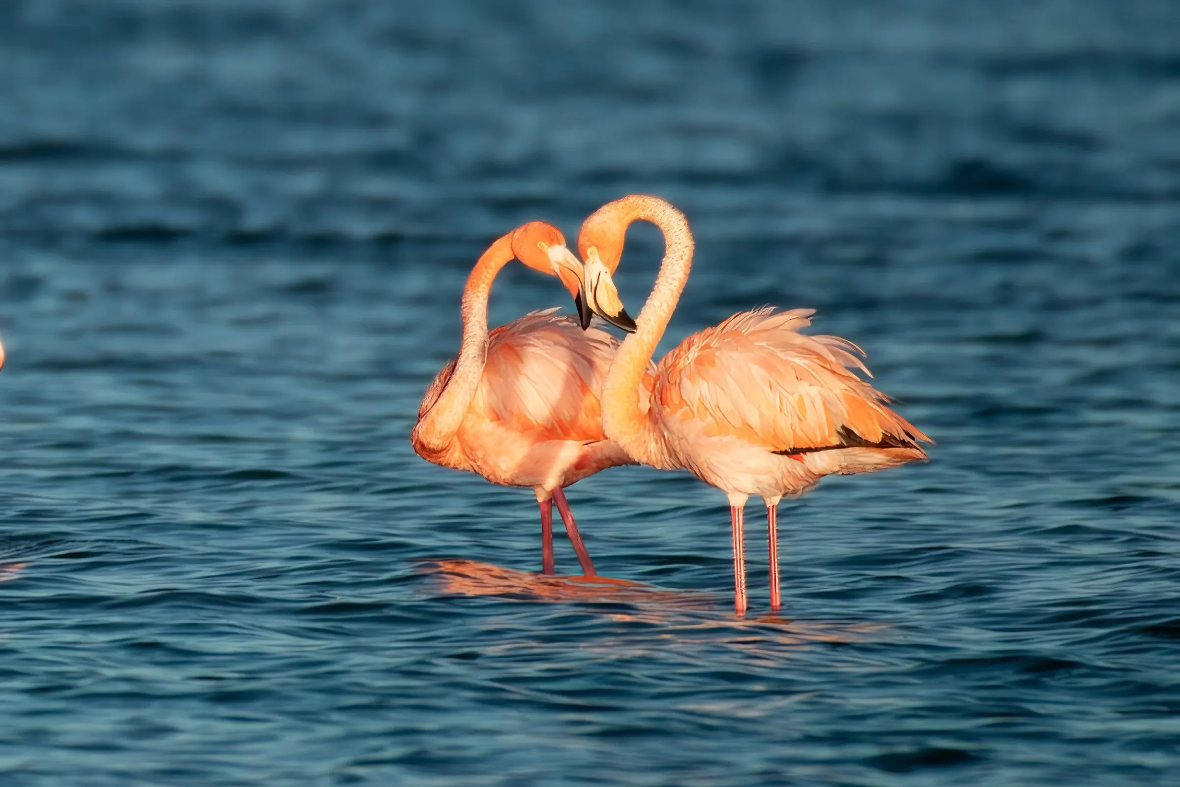 Flamingos — photograph 31