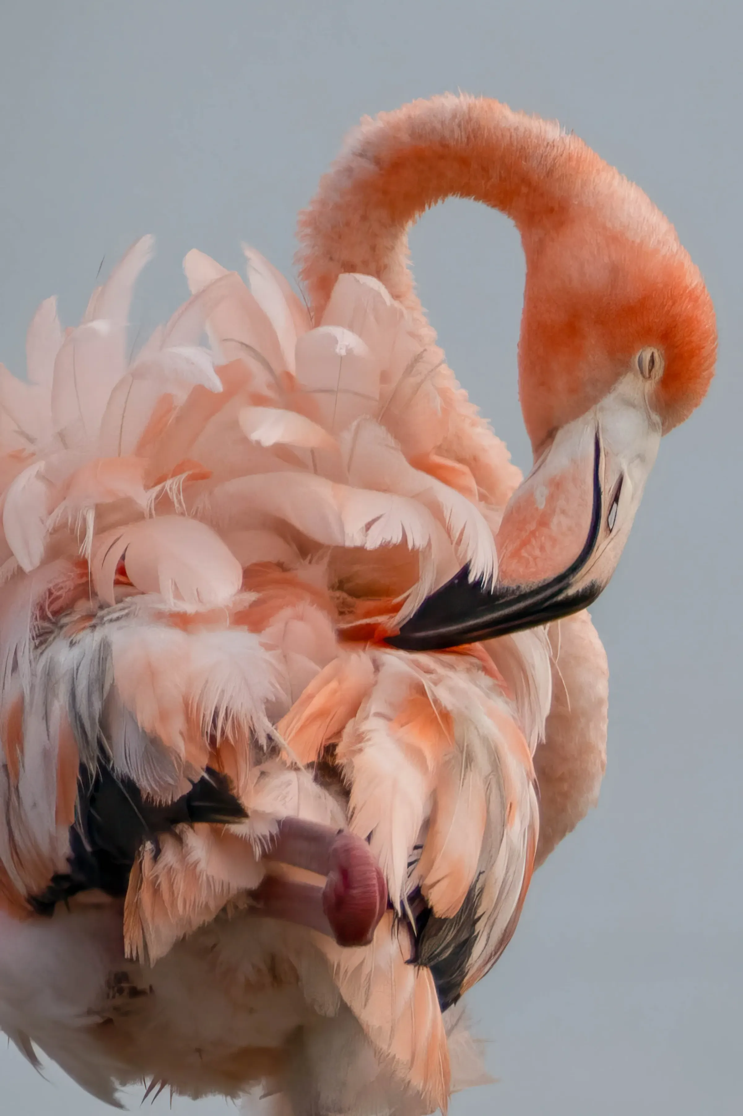 Flamingos — photograph 13