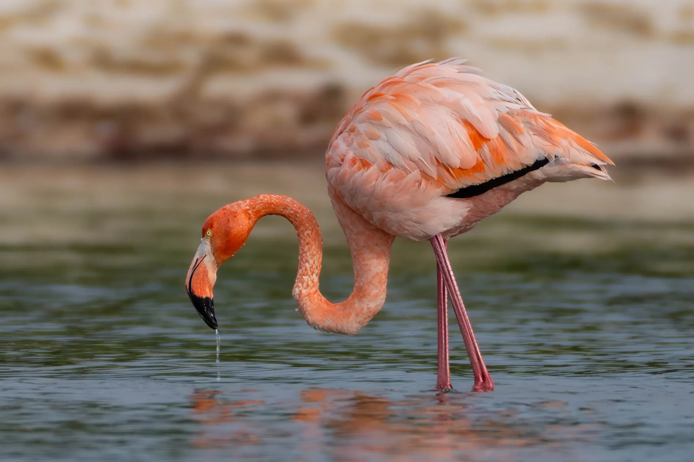 Flamingos — photograph 4