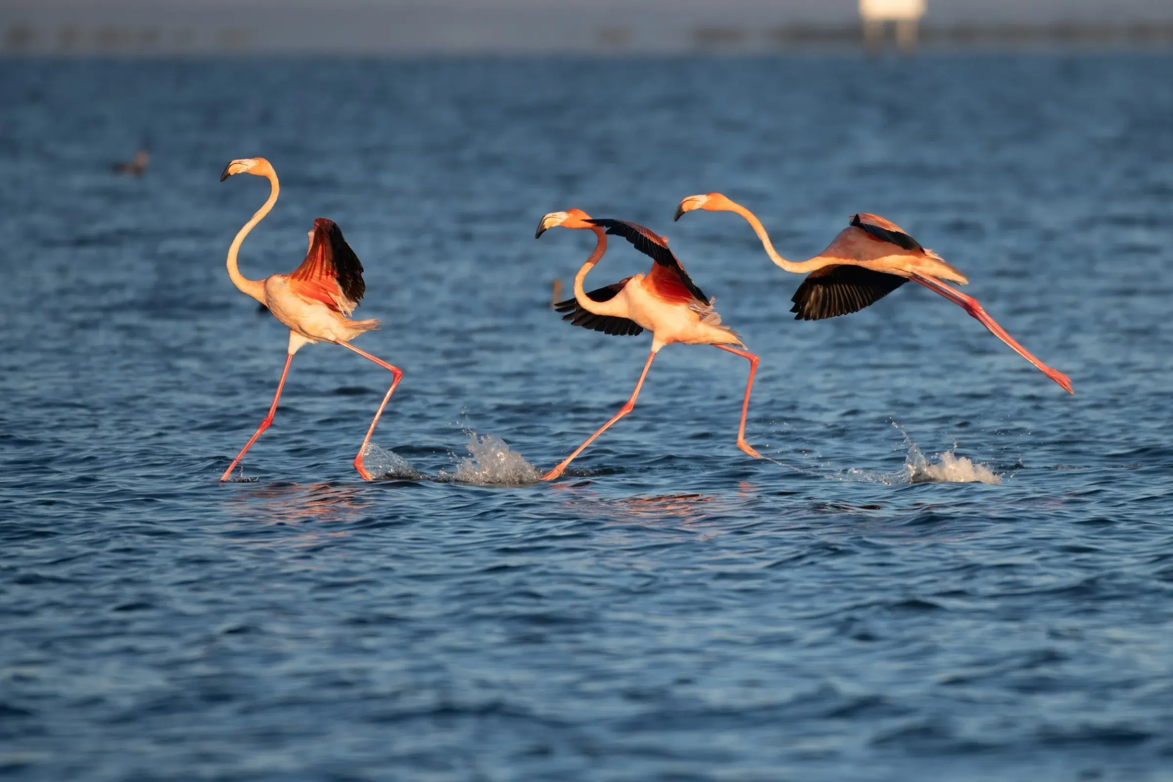 Flamingos — photograph 17