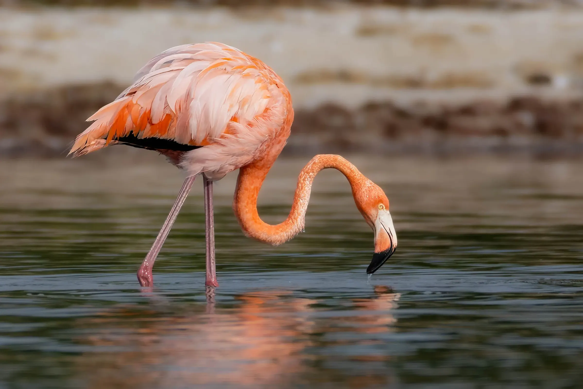 Flamingos — photograph 5