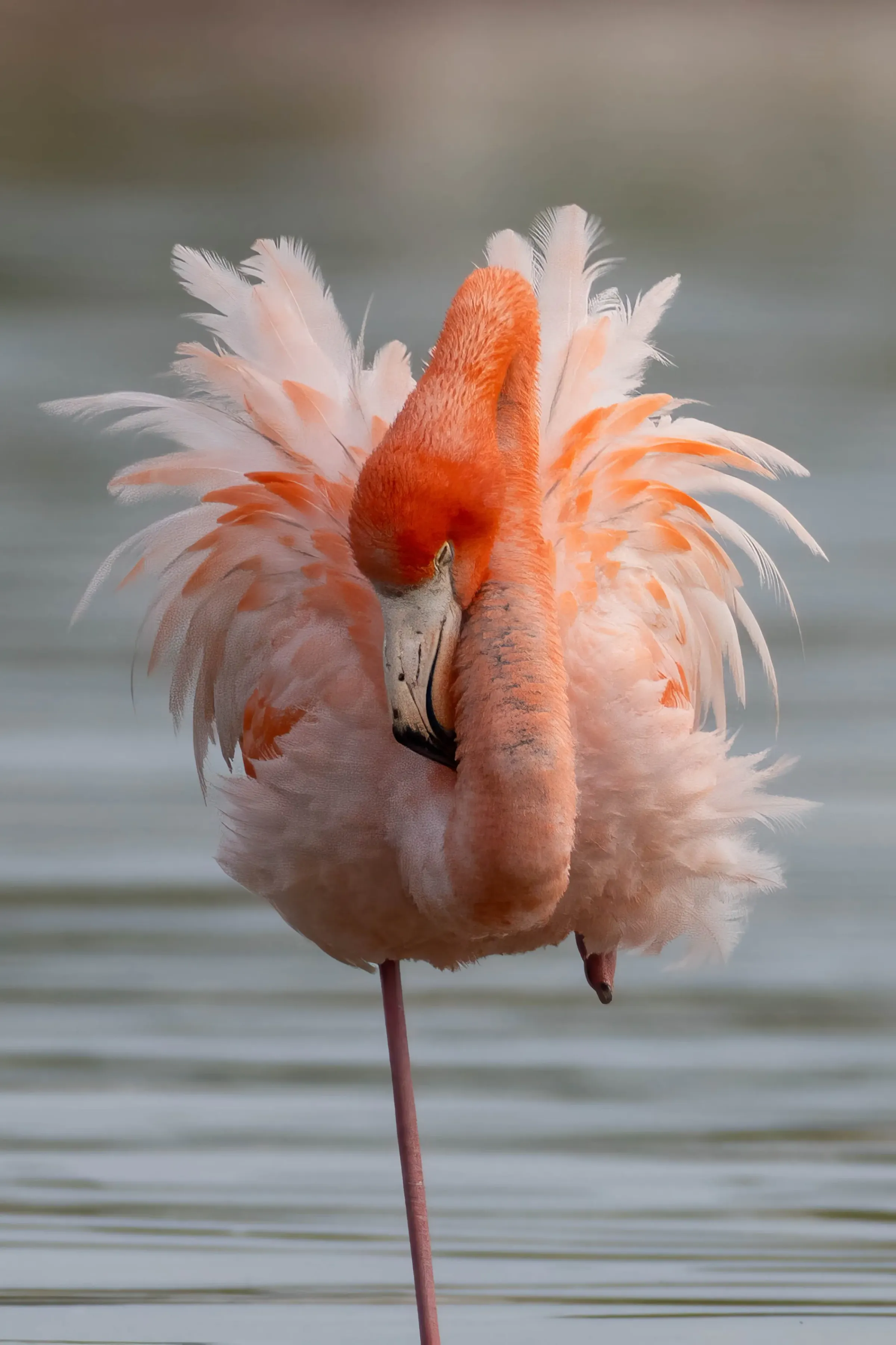 Flamingos — photograph 11