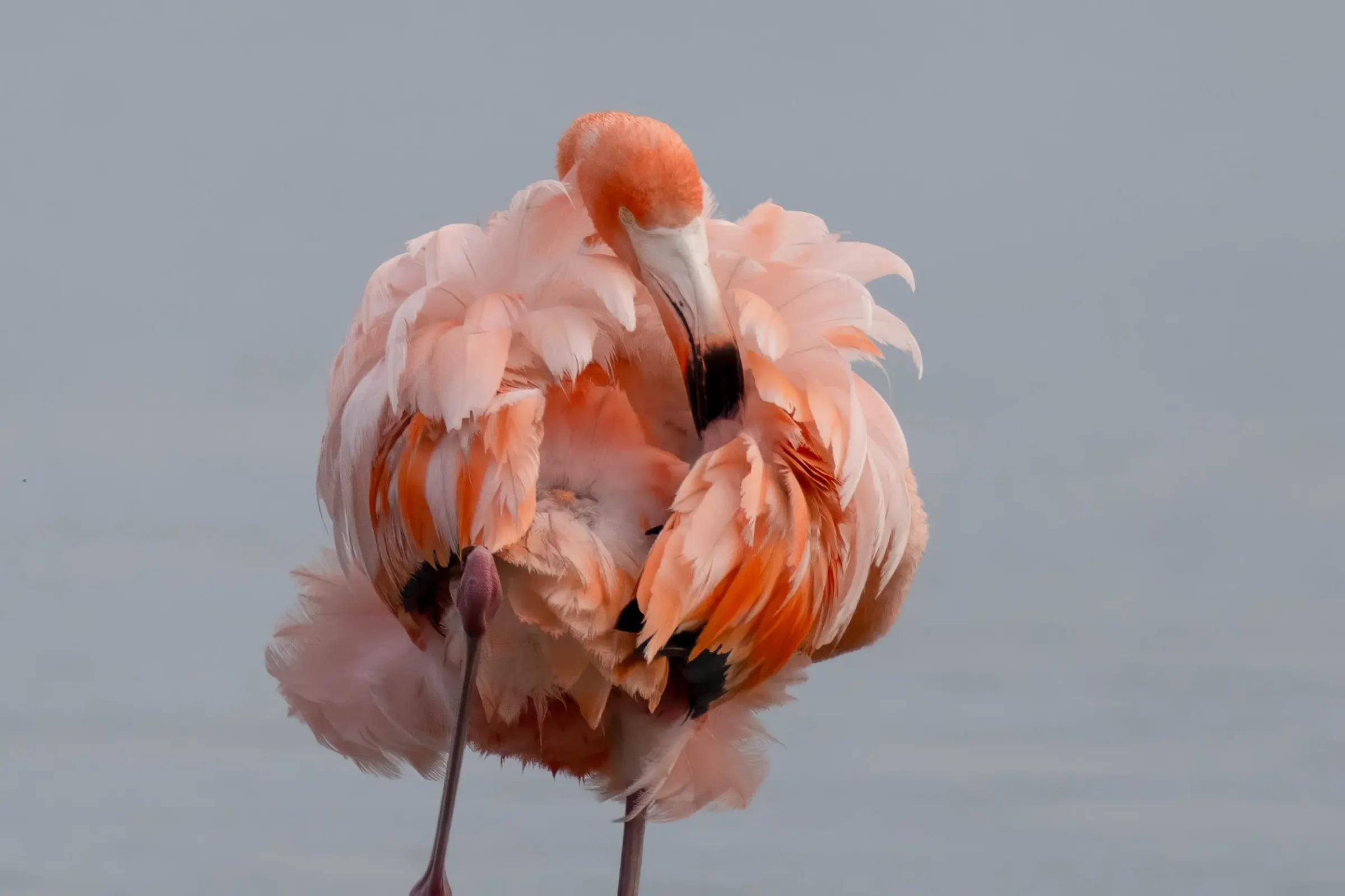 Flamingos — photograph 12