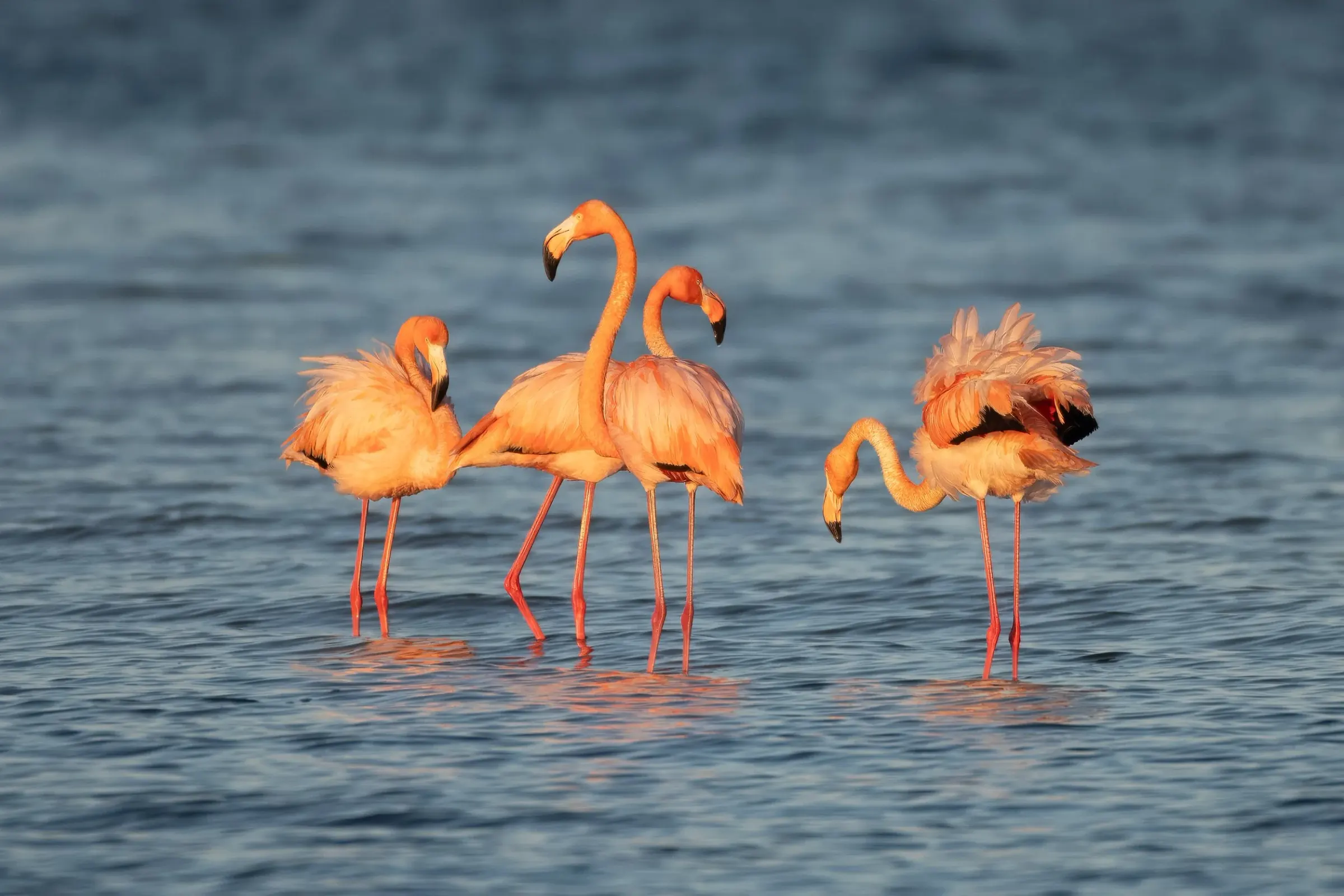 Flamingos — photograph 22