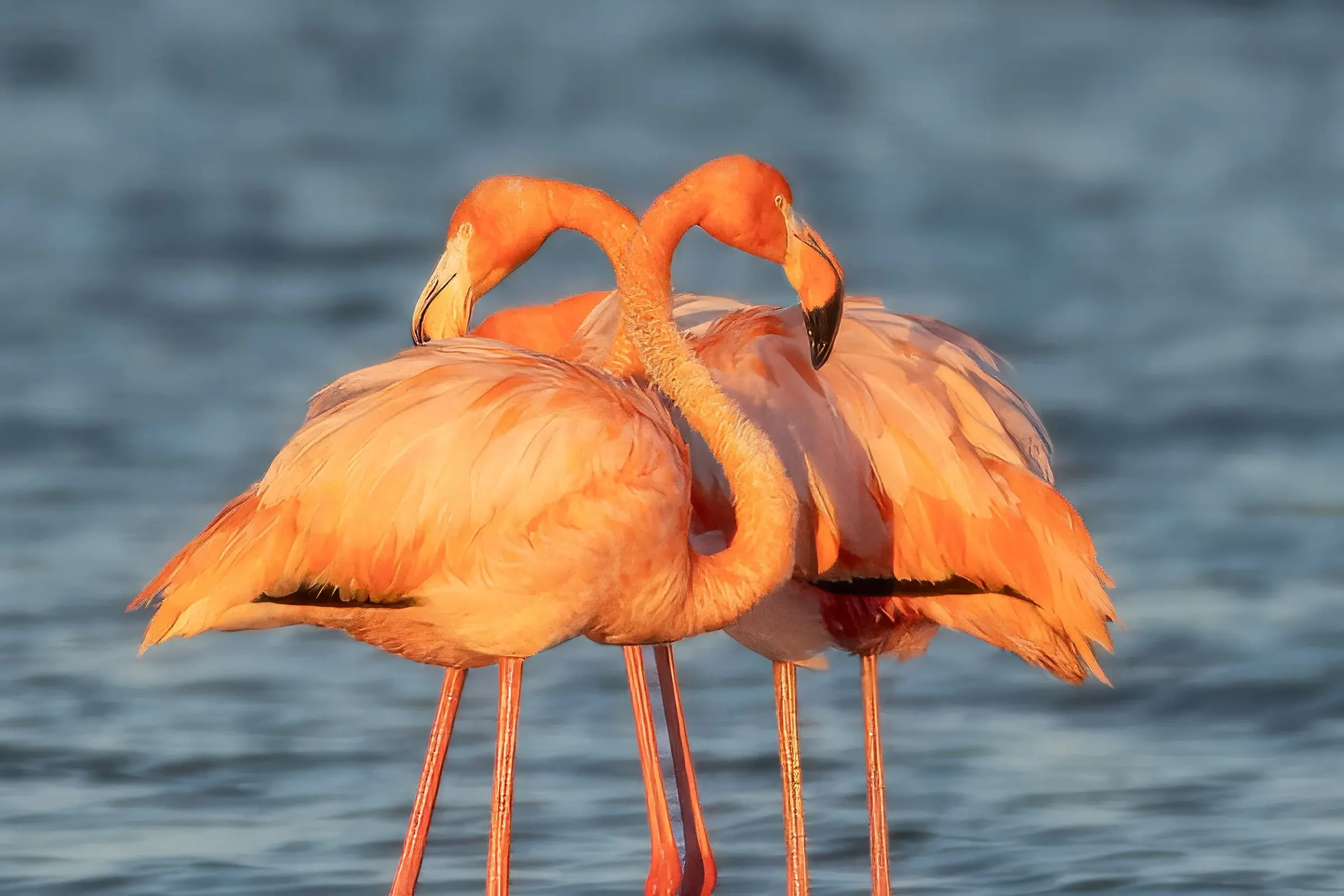 Flamingos — photograph 25