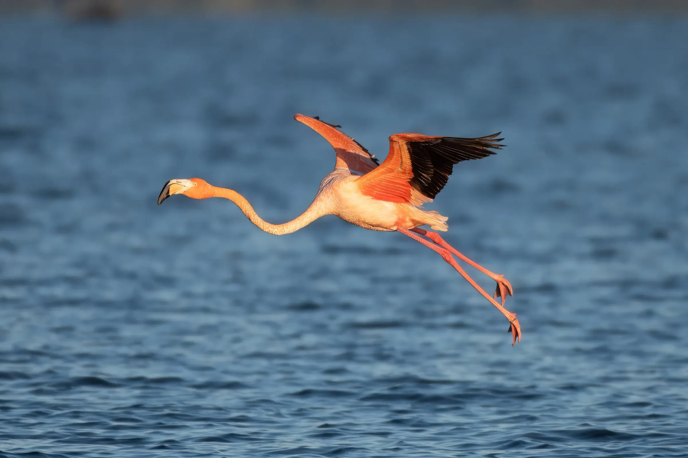Flamingos — photograph 30