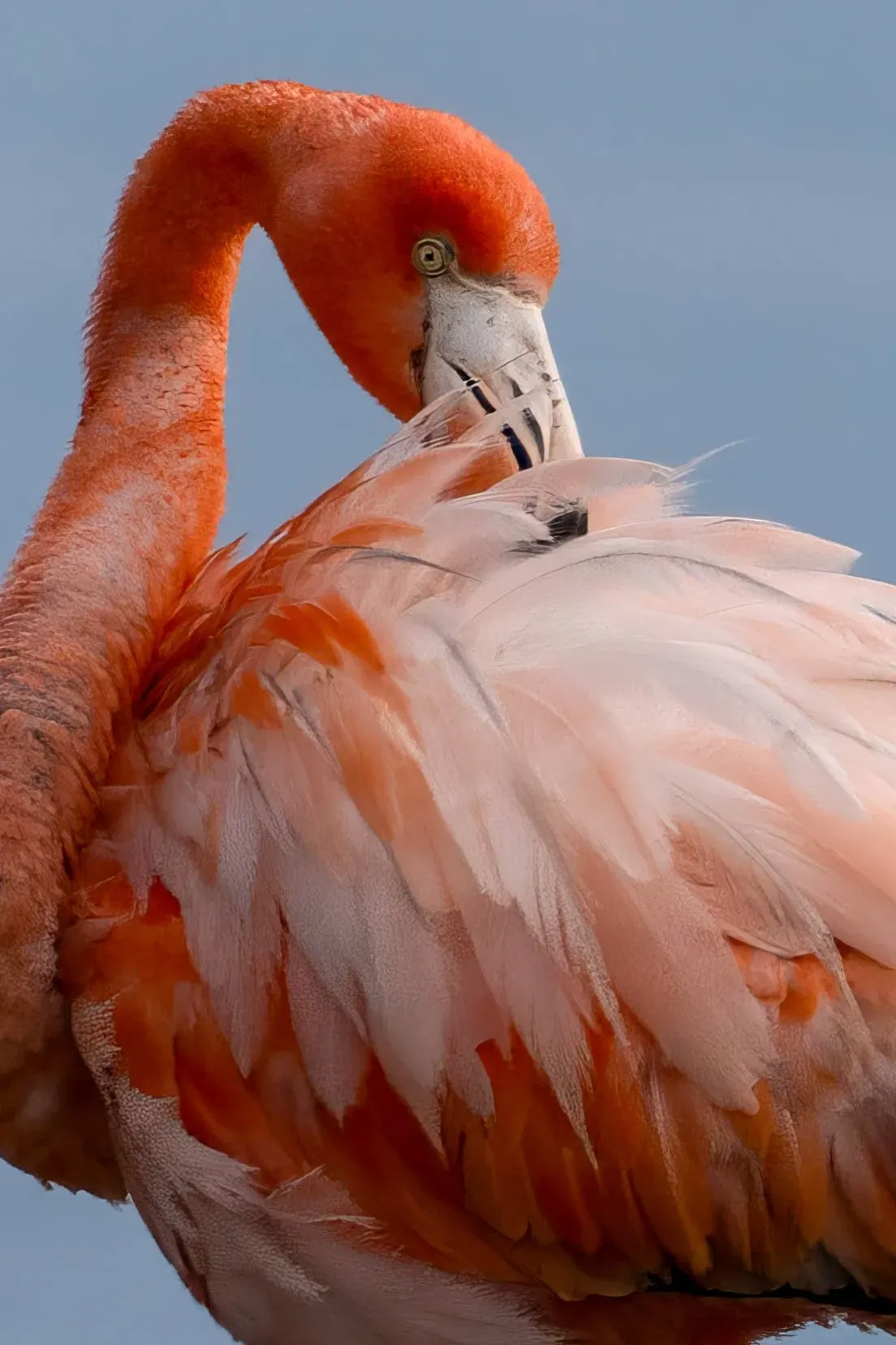 Flamingos — photograph 3