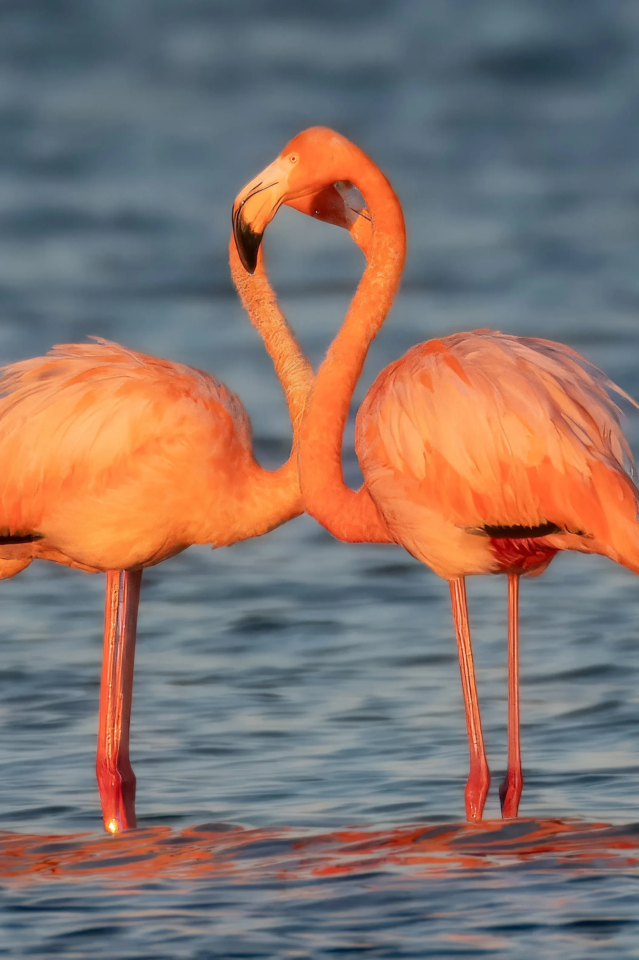 Flamingos — photograph 27