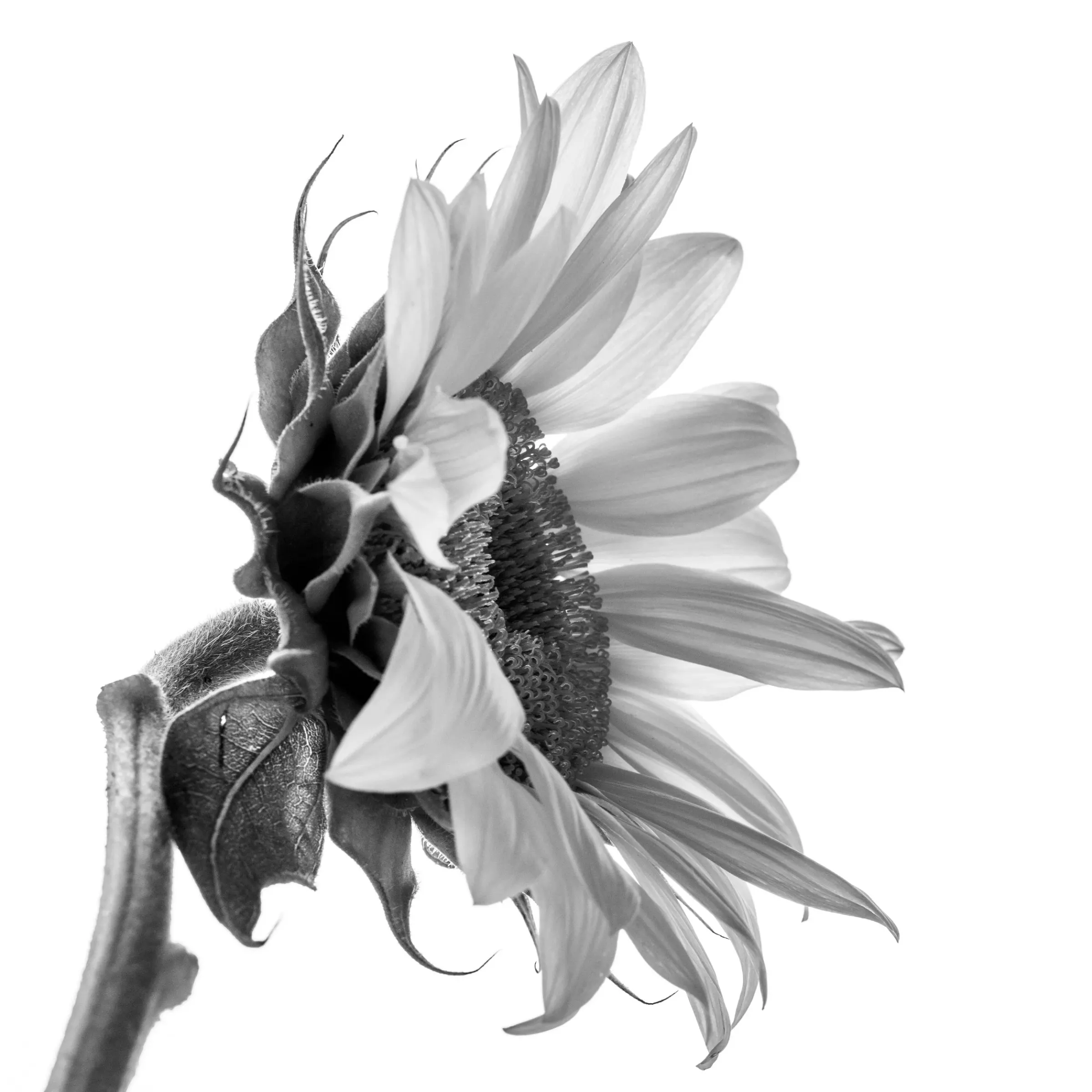 Floral — photograph 28