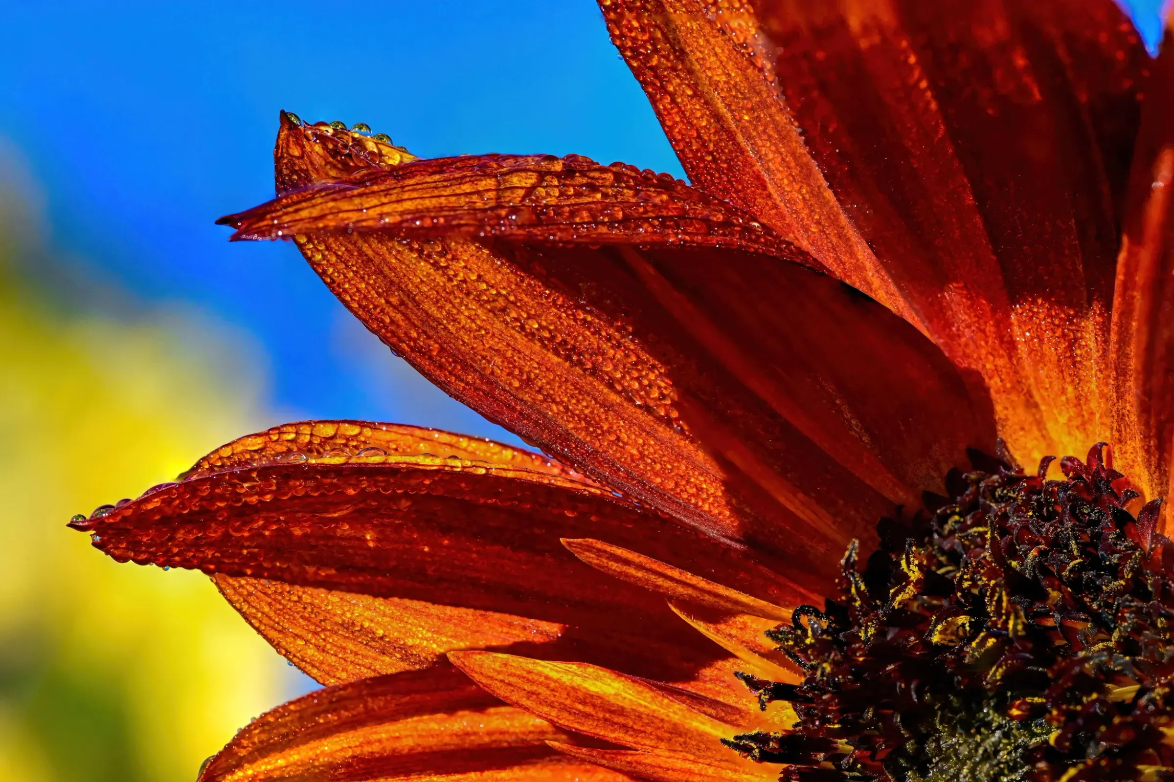 Floral — photograph 9