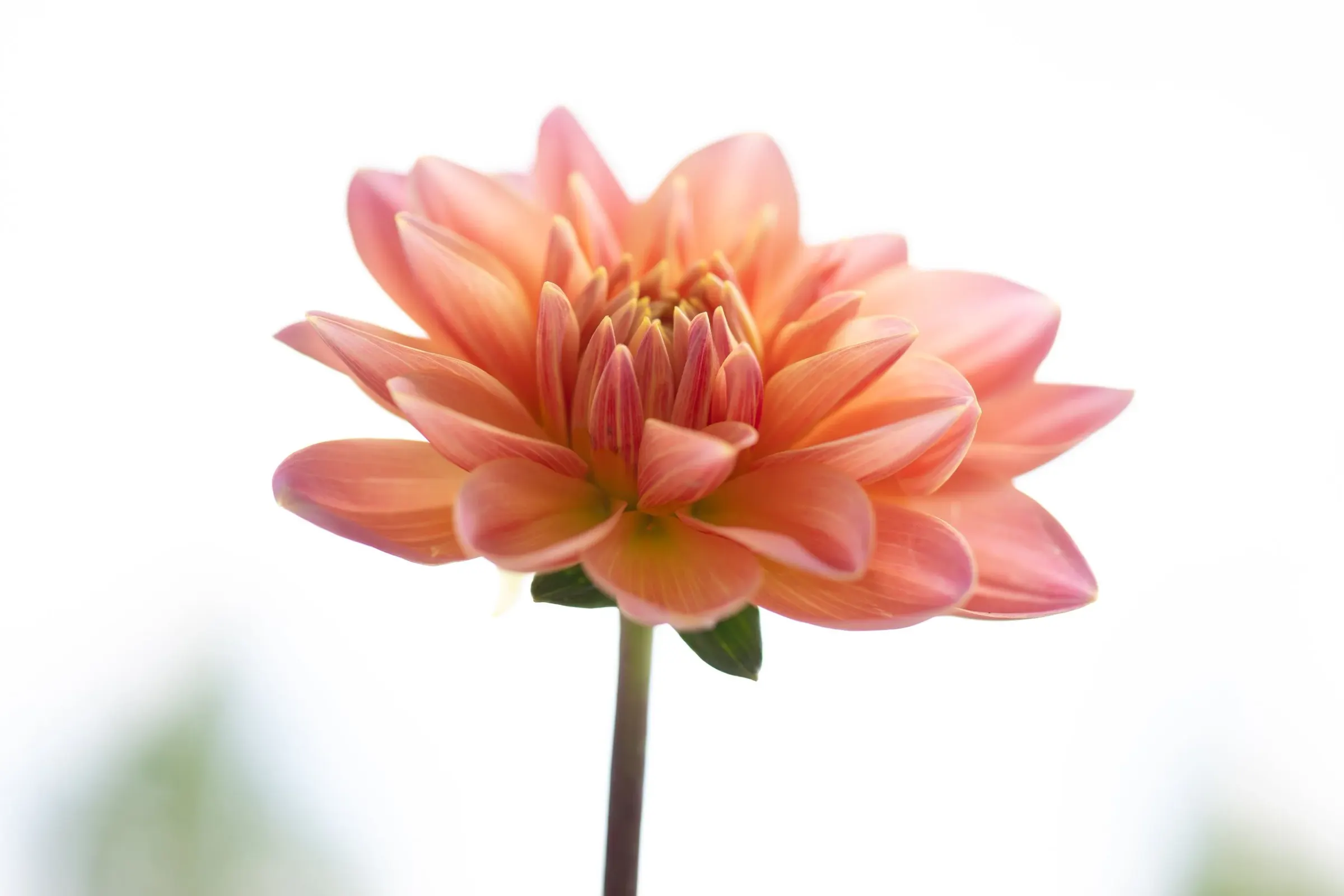 Floral — photograph 14